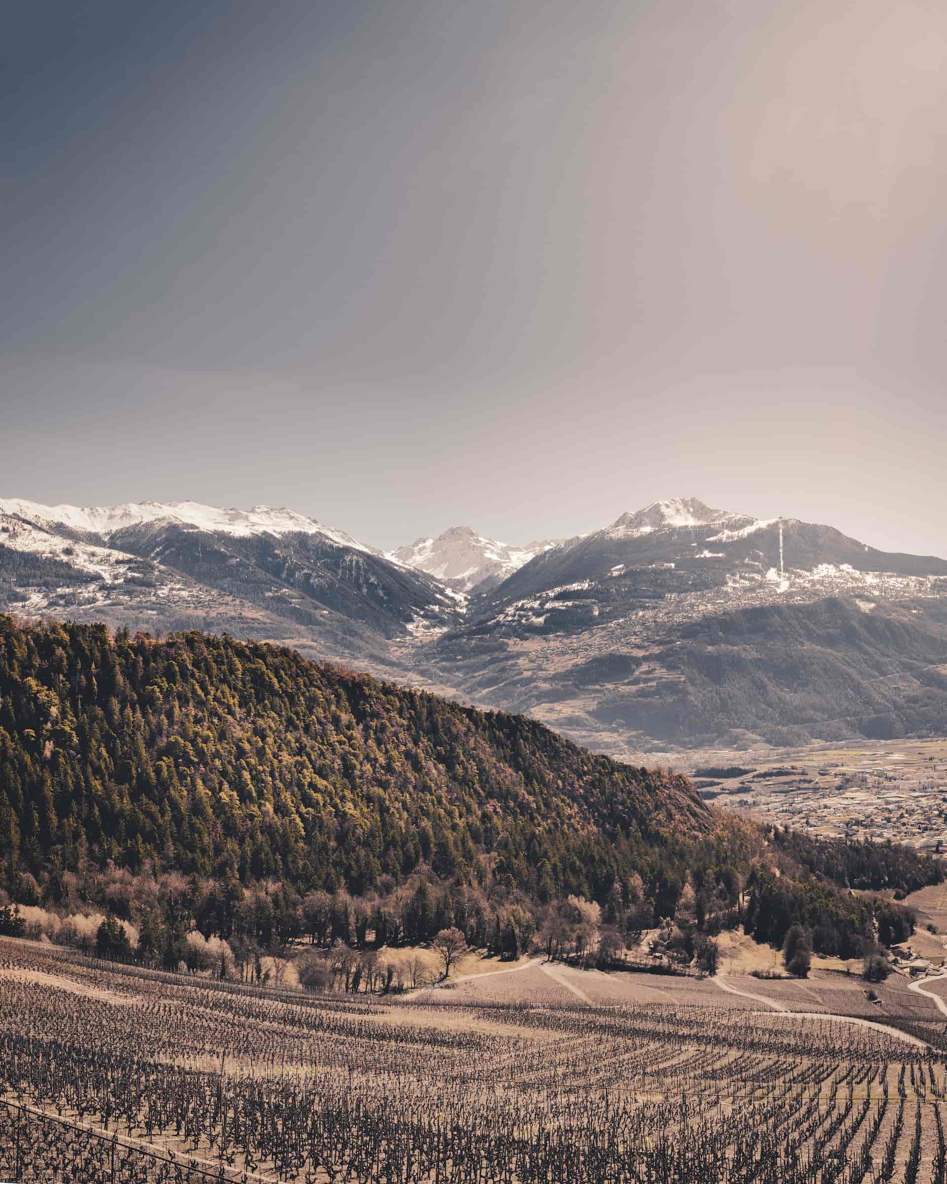 Frédéric Vouillamoz, producteur à Saxon canton de Valais en Suisse