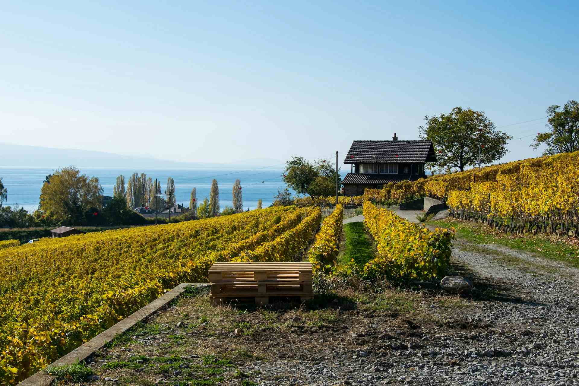 Domaine La Montardière, producteur à Tartegnin canton de Vaud en Suisse