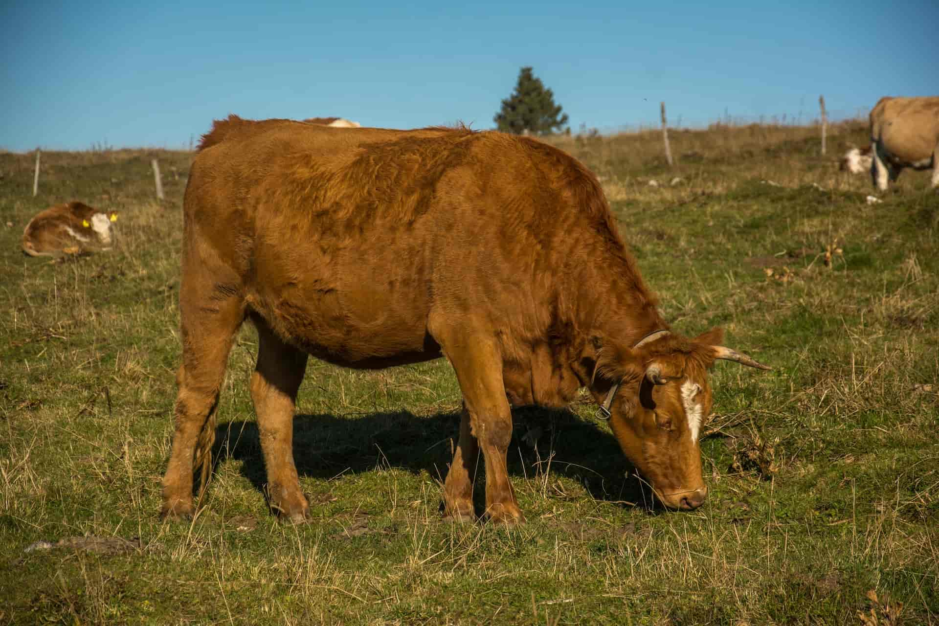 Le marché des paysannes, producteur à Saignelégier canton de Jura en Suisse