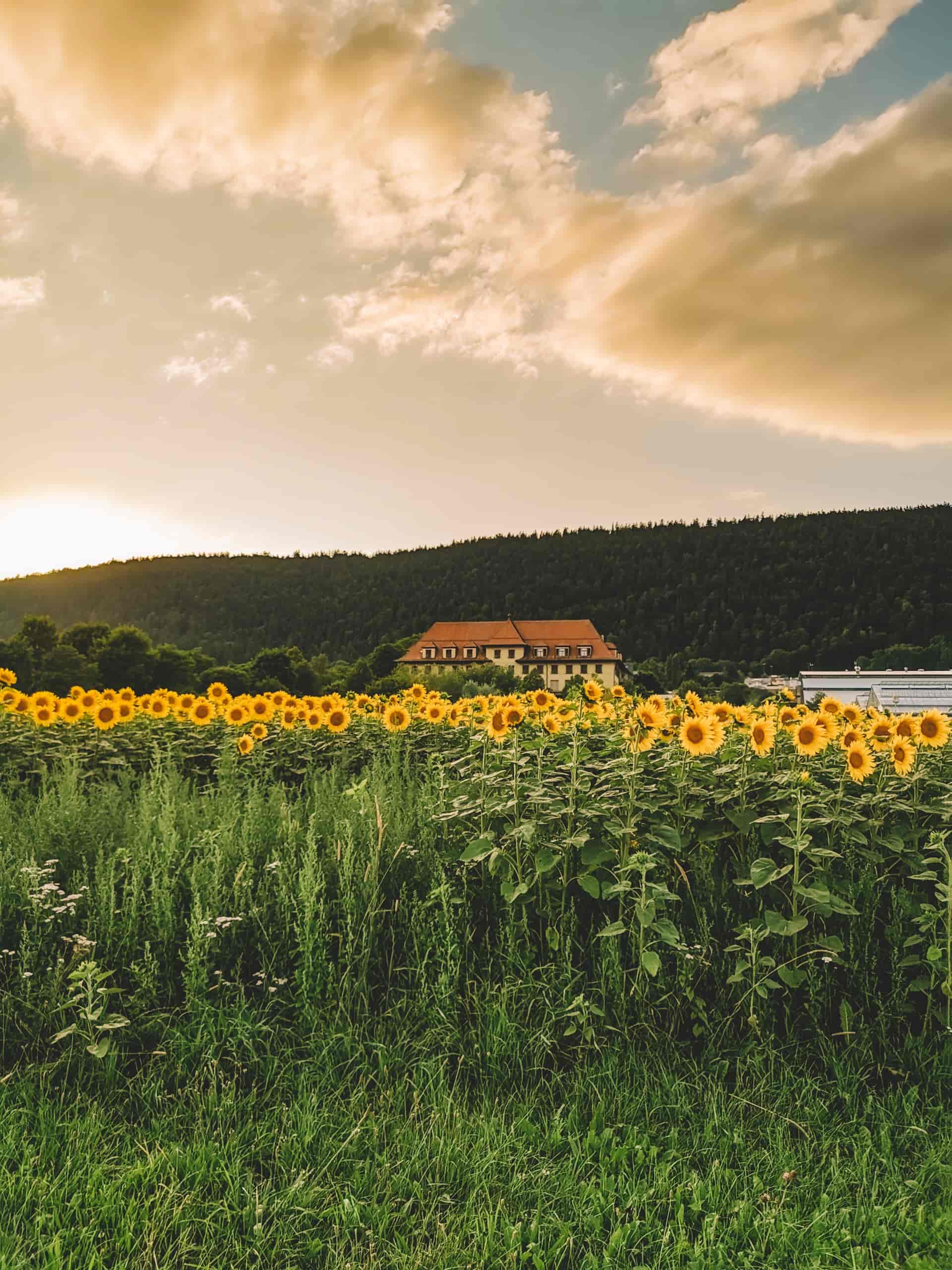 Domaine des Coccinelles, producteur à Chez-le-Bart canton de Neuchâtel en Suisse