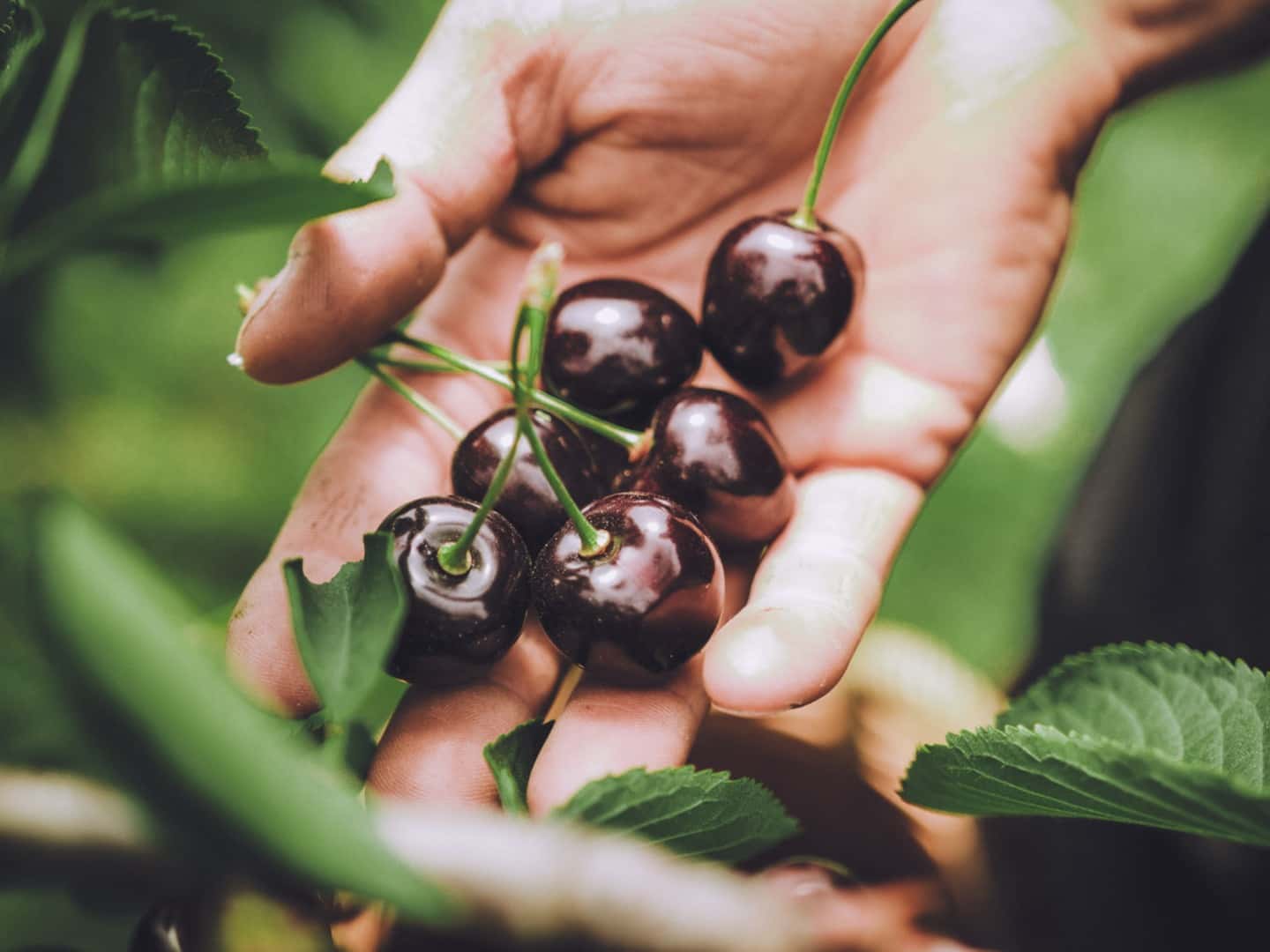 Cesto di verdure venduto direttamente dal produttore