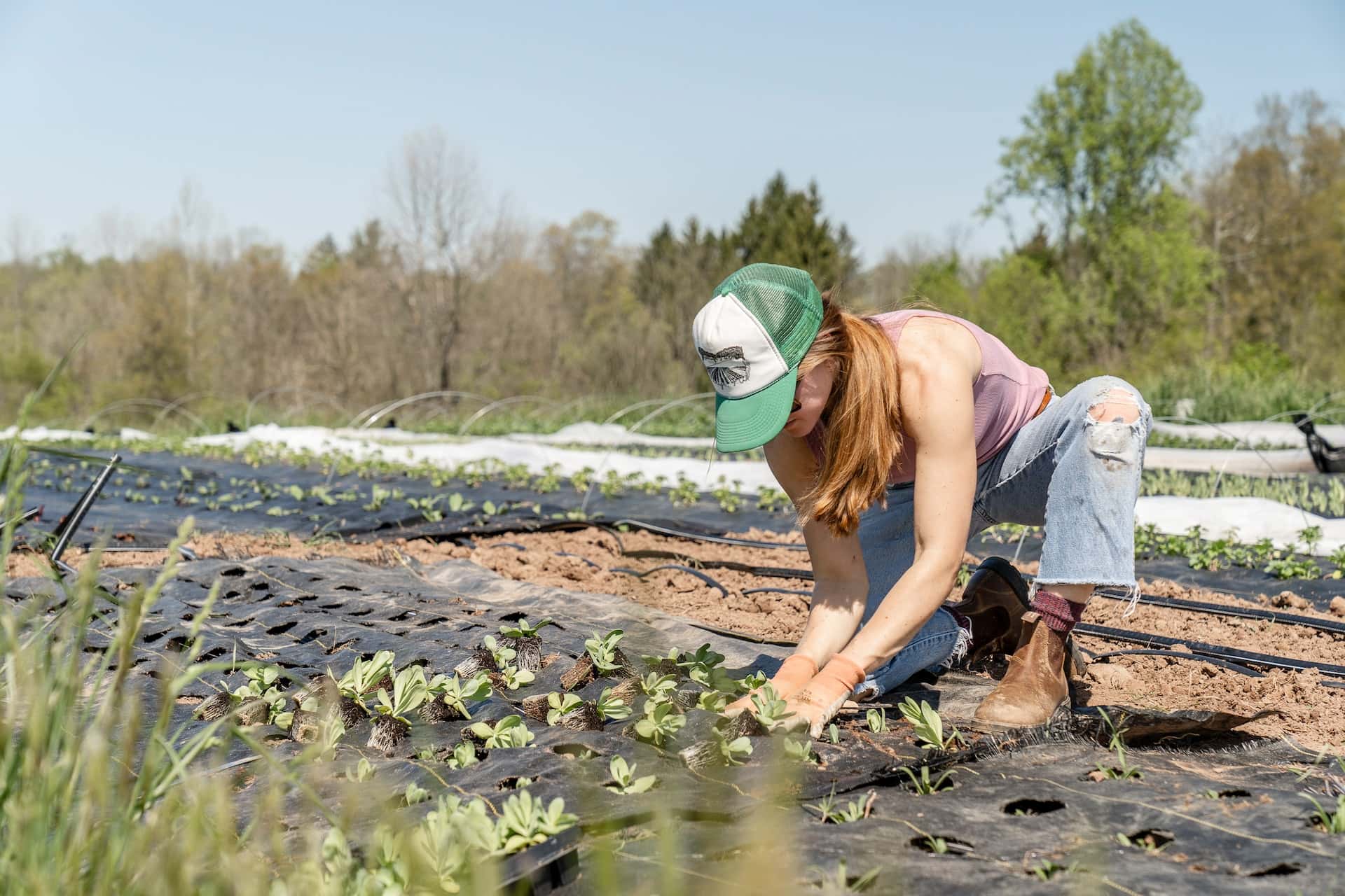 Panier de légumes en vente directe du producteur