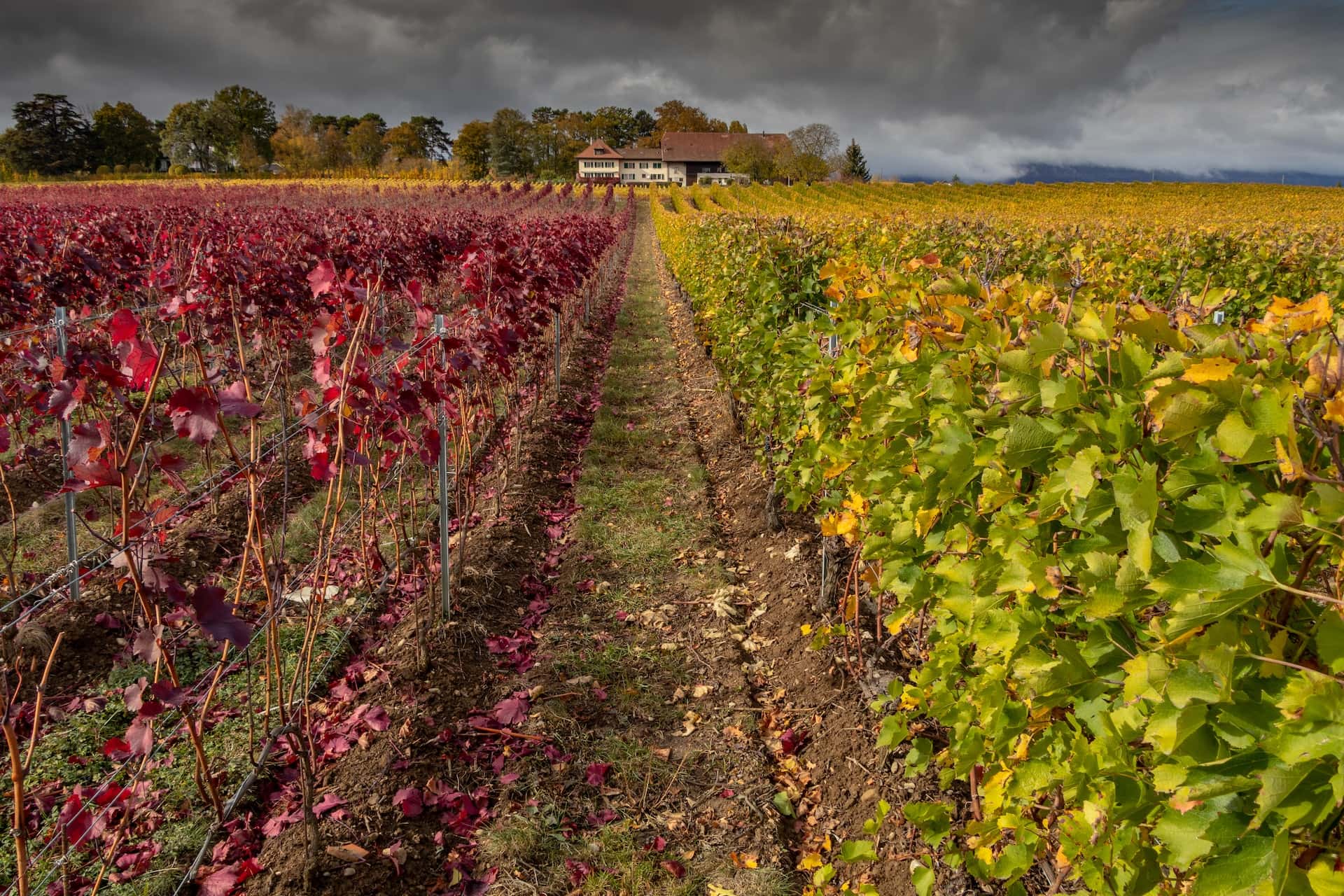 Panier de légumes en vente directe du producteur