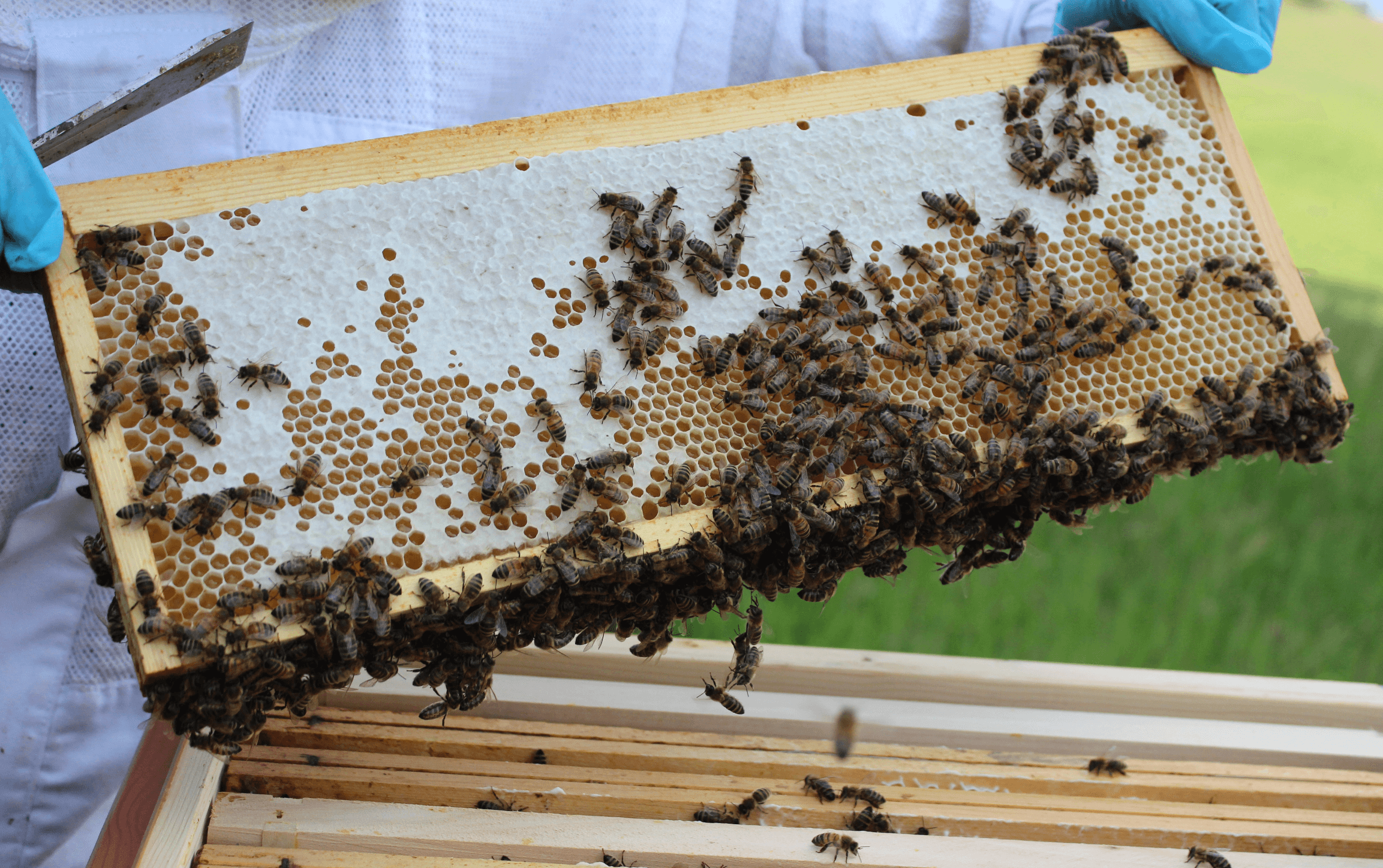 Les Avelyes de Fermens