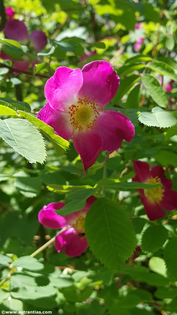Rosa pendulina (L.) - Rosier des Alpes - Rosa alpina - Rosier retombant, Bio-Gärtnerei AstrantiAs