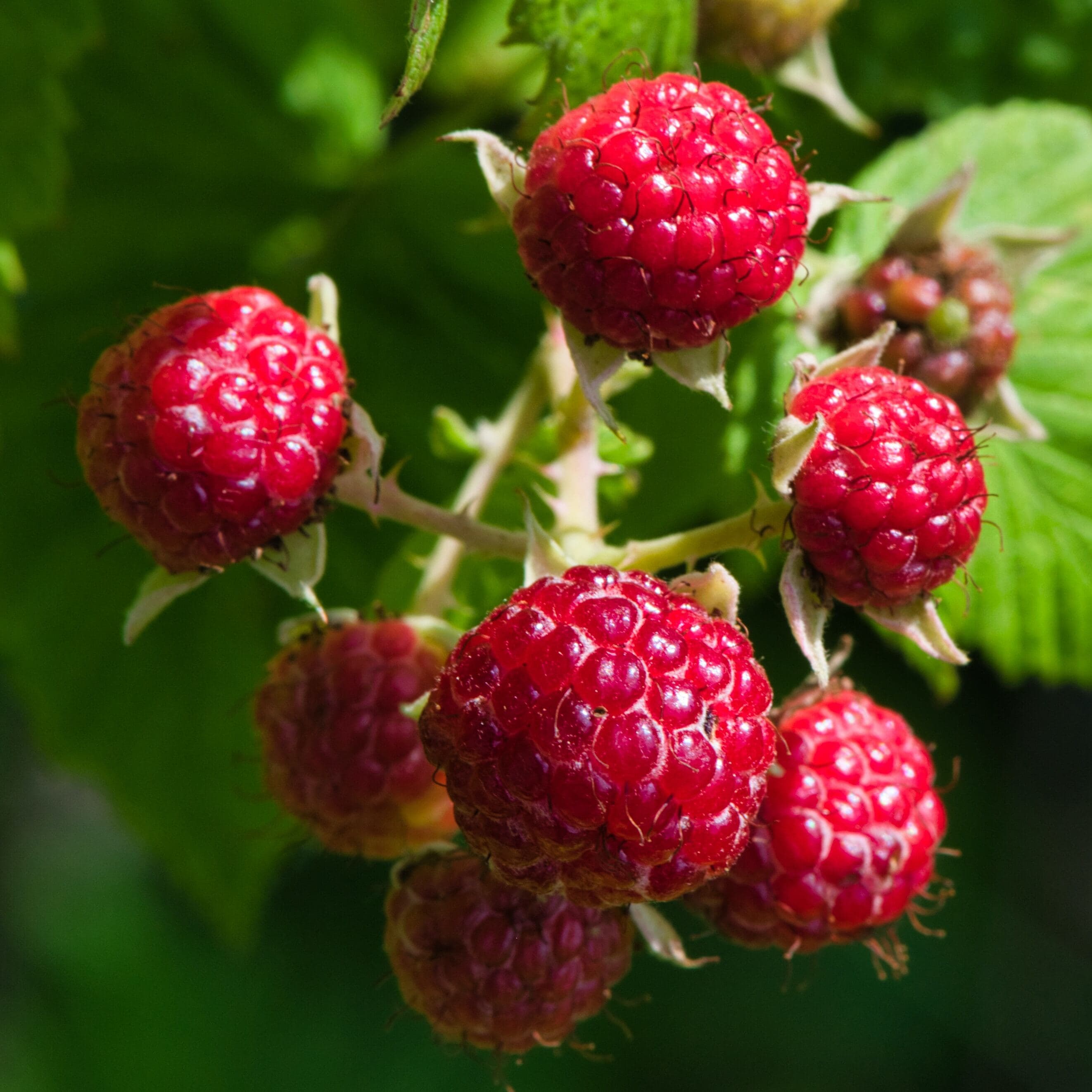 <p>L'actu en direct des producteurs!</p>