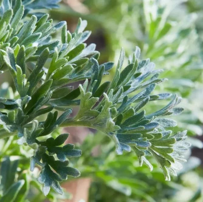 <p>🌿 Stillerie la Nano-distillerie artisanale !</p>