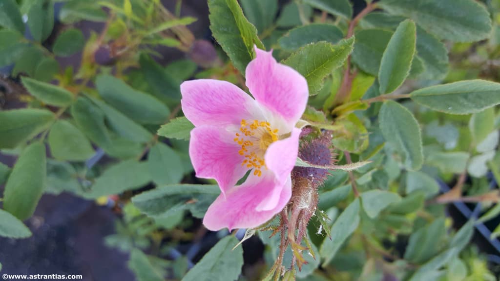 Rosa montana (CHAIX) - Berg-Rose - Rosier des montagnes - Rosa montana - Mountain Rose, Bio-Gärtnerei AstrantiAs