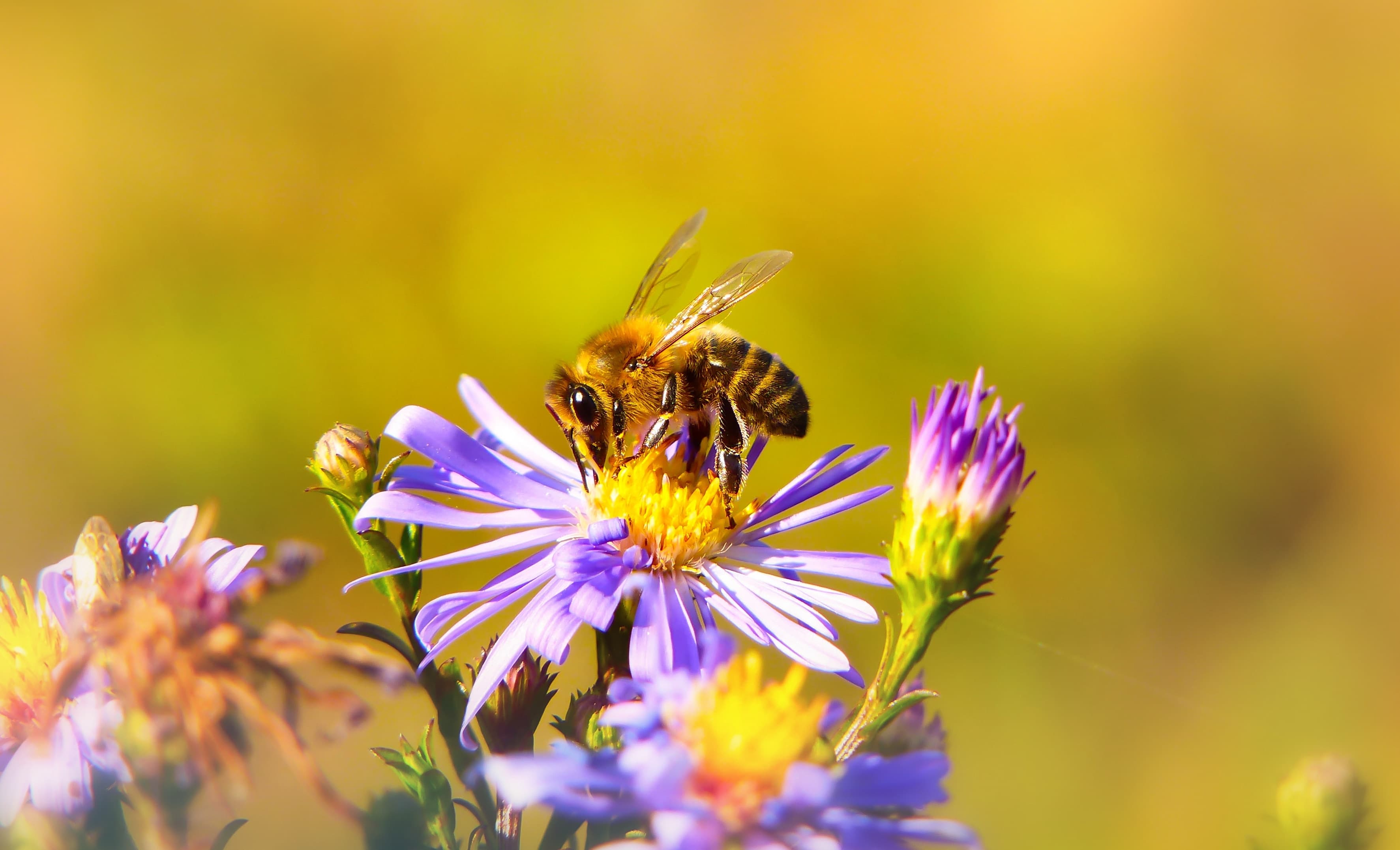 Fête de l'abeille et du terroir - 2023, chemin de la Colline 2, 1212 Lancy | Mimelis - 0