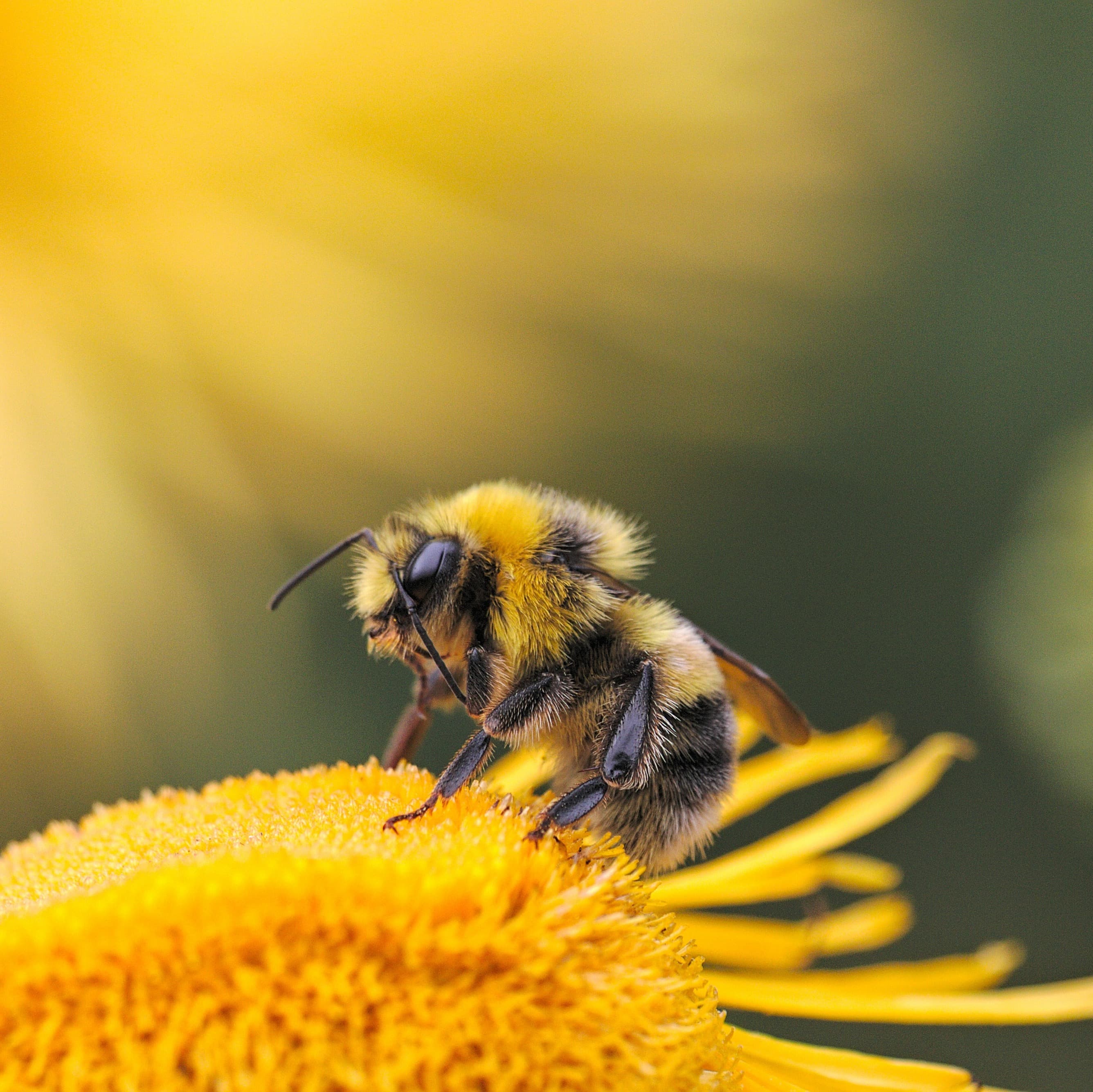 <p>🎄🎁 Soutenez les apiculteurs 🐝🌼</p>