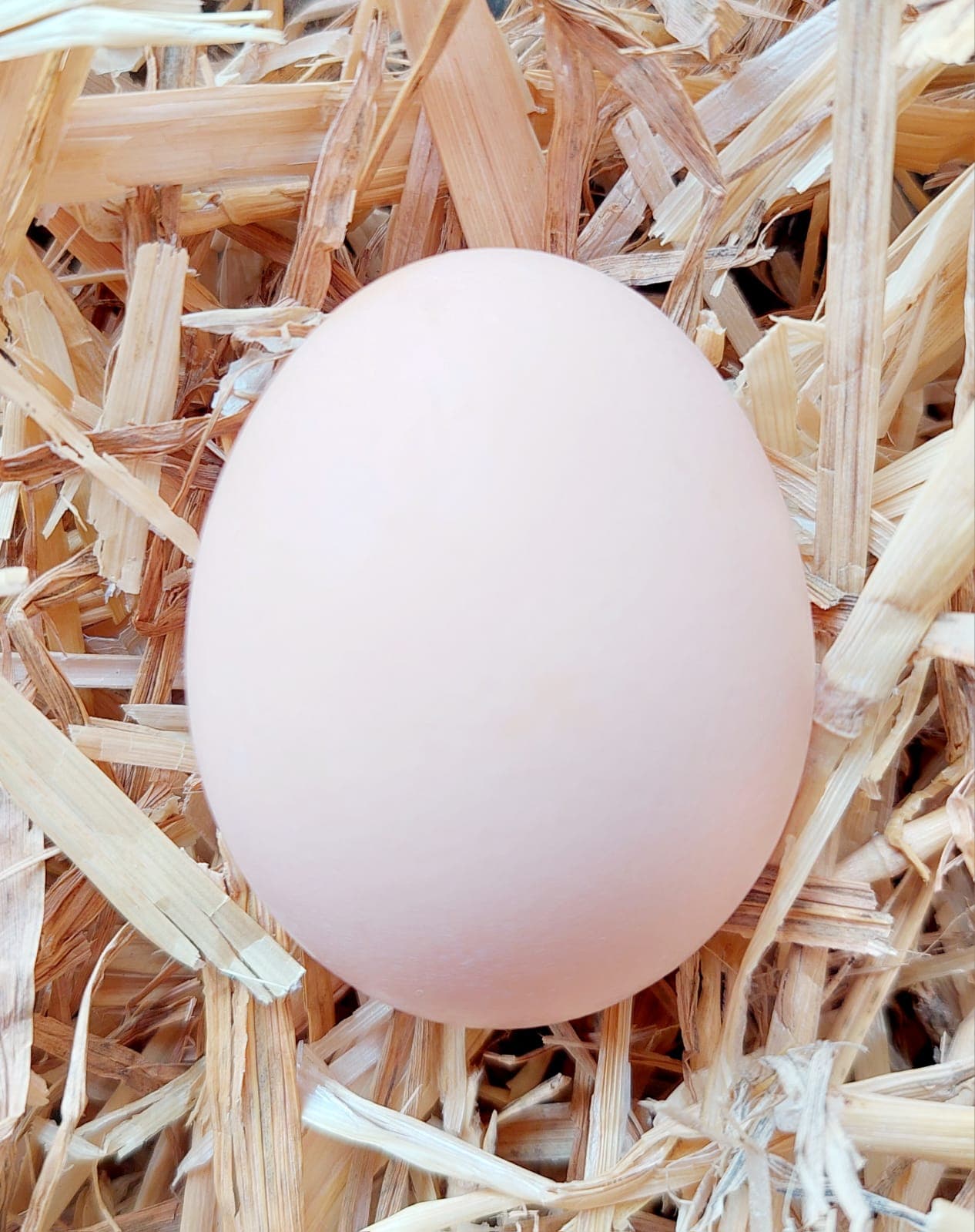 Œuf de poule (beige), undefined