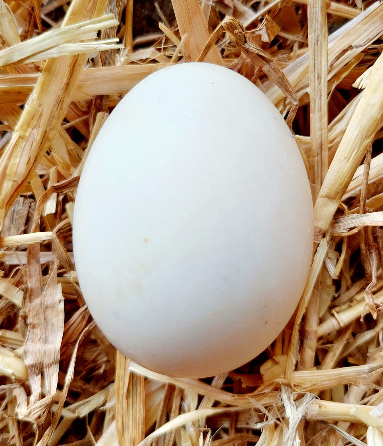 Œufs de canards de Pékin, Federfarm