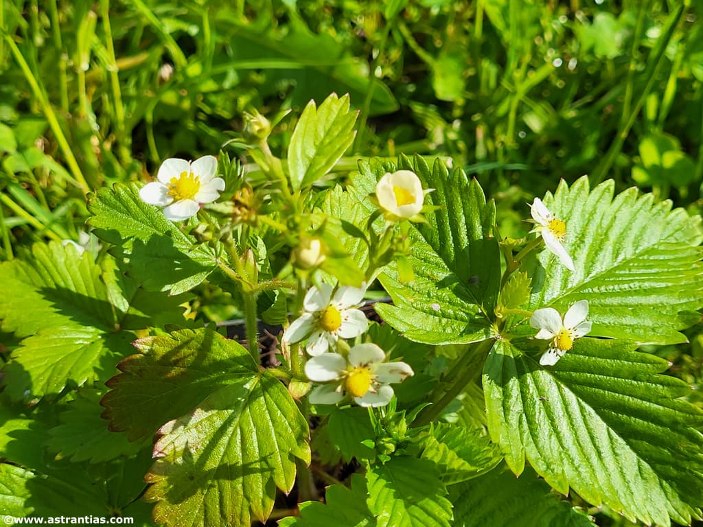 Fragaria vesca (L.) - Fraisier des bois - Fraisier des bois - Fraisier des bois, Bio-Gärtnerei AstrantiAs