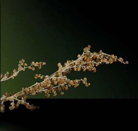 <p>🎄🎁 K&uuml;bler, une distillerie historique</p>