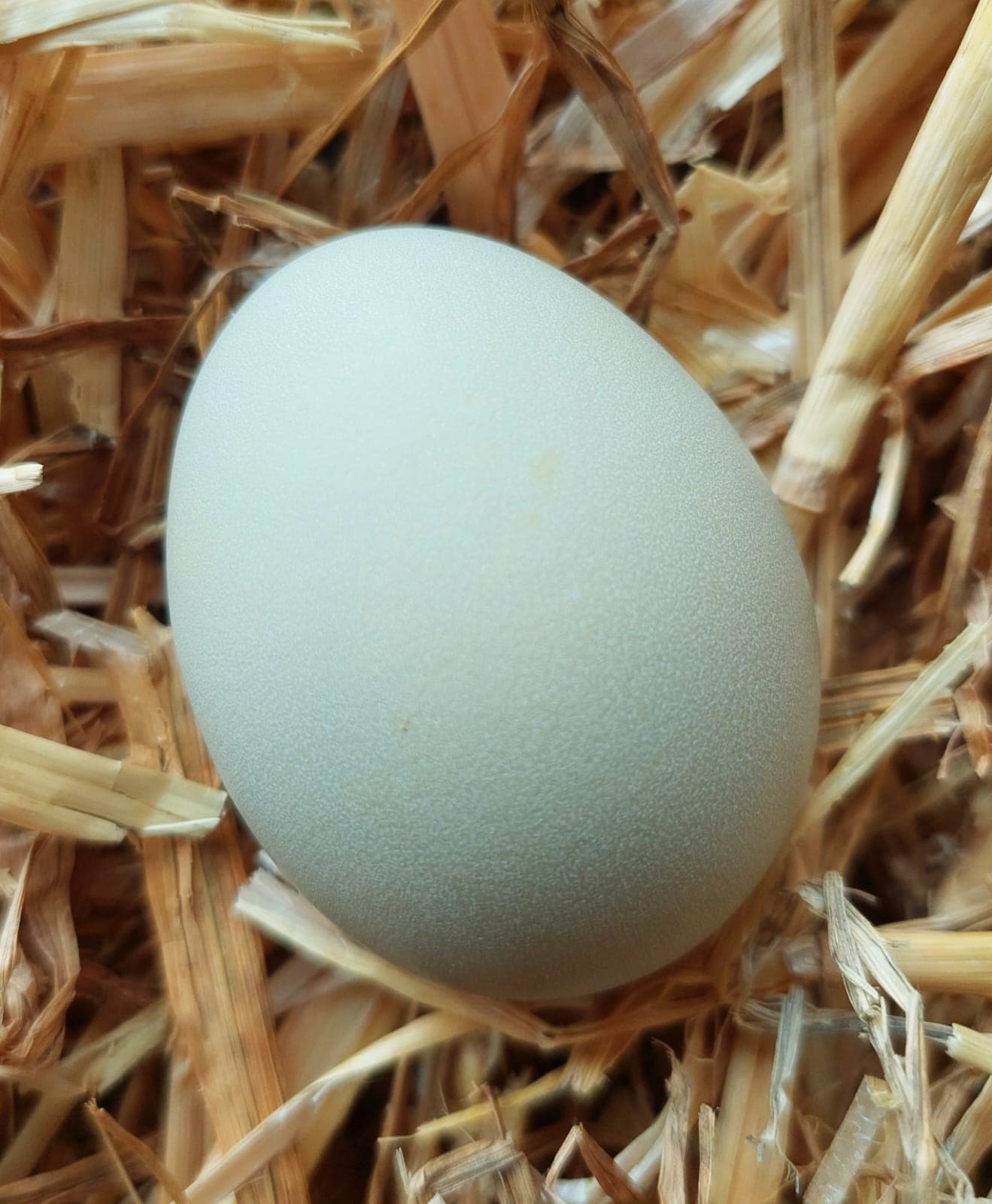 Œuf de poule (vert olive), undefined