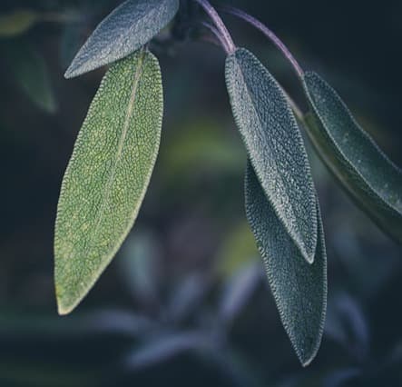 <p>🌿 Envie de savons artisanaux ?</p>