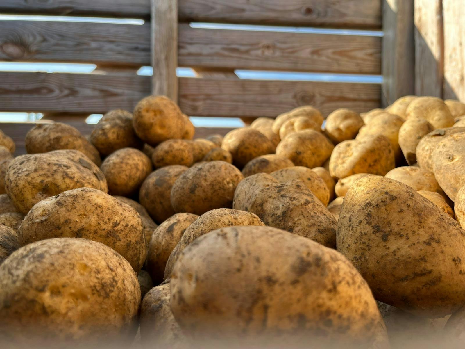 Waxy potatoes 20kg, Hauert's Kartoffeln & Linsen, Niederösch, image 1 | Mimelis
