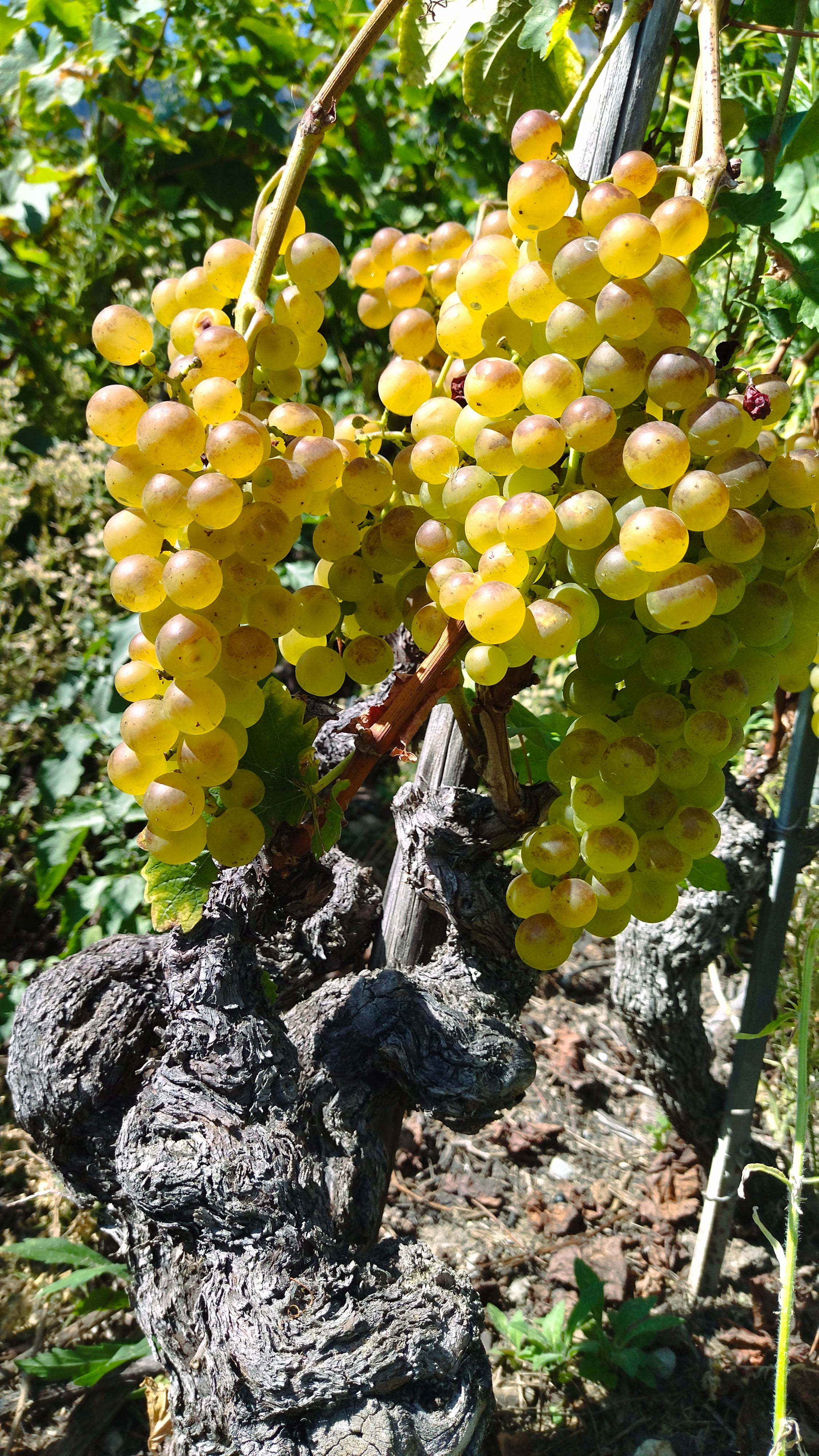 Domaine du trèfle  , producteur à Riddes canton de Valais en Suisse,  image 1