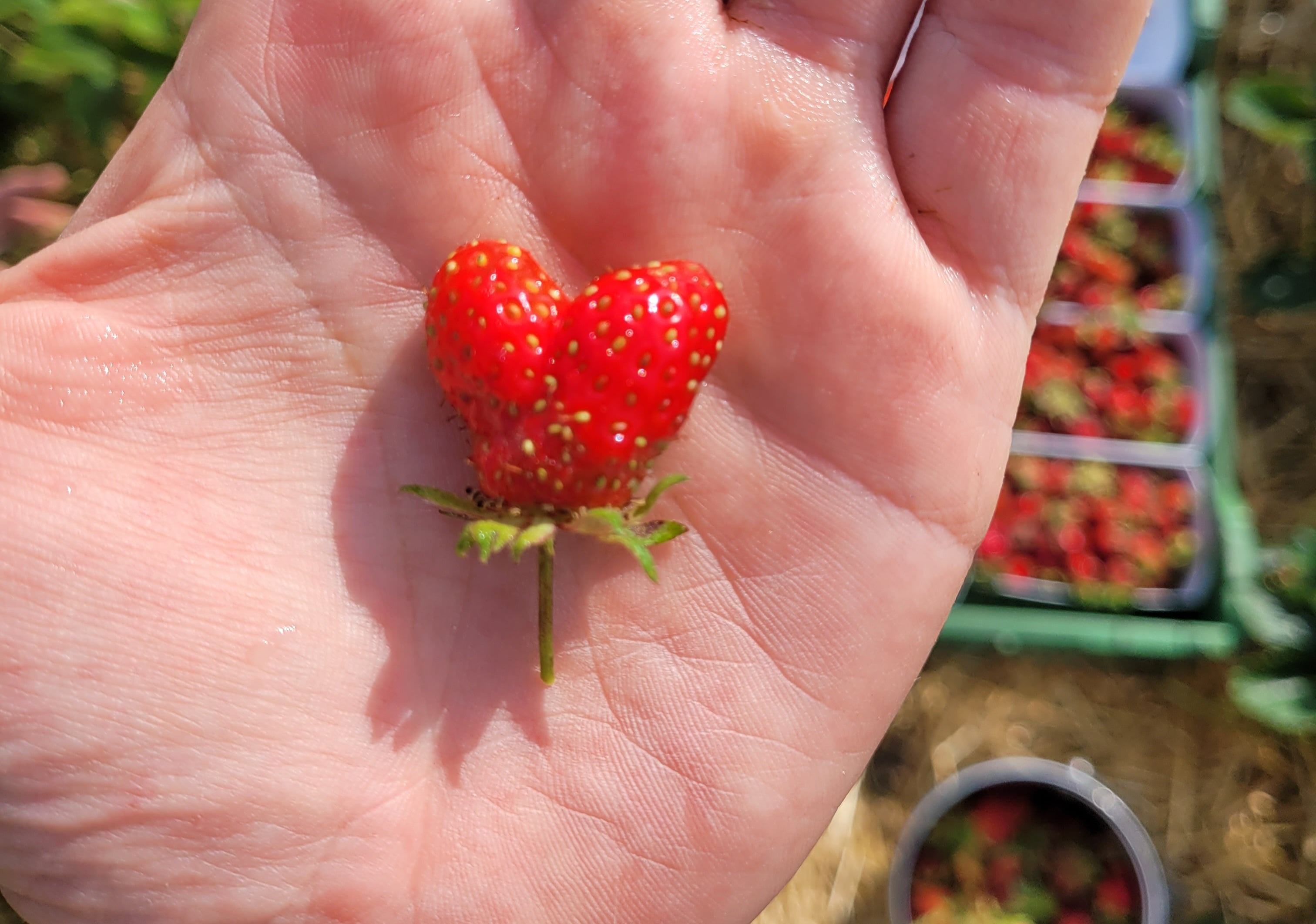 Biohof Lochholz, producteur à Murzelen canton de Berne en Suisse,  image 5