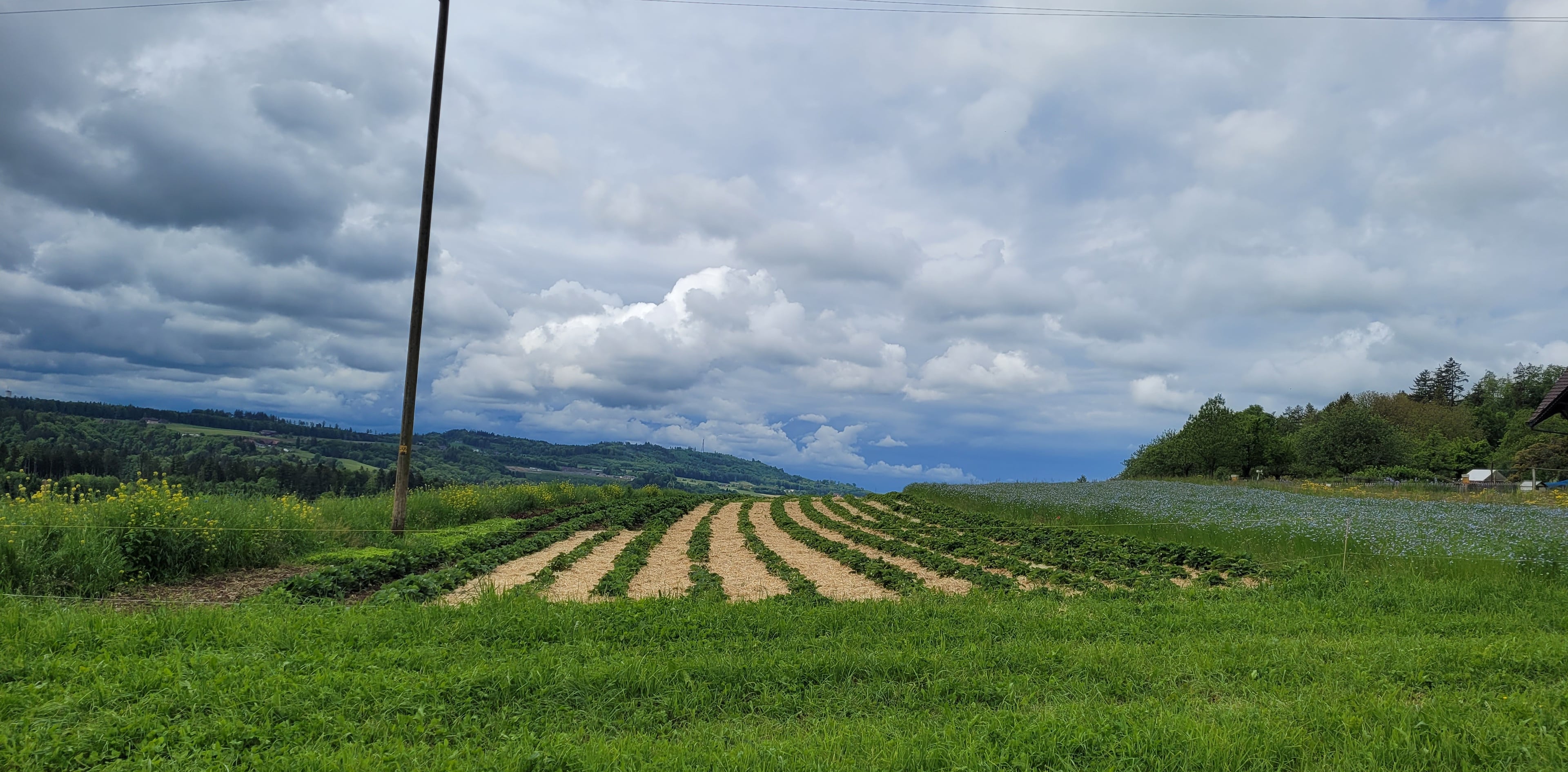 Biohof Lochholz, producteur à Murzelen canton de Berne en Suisse,  image 2