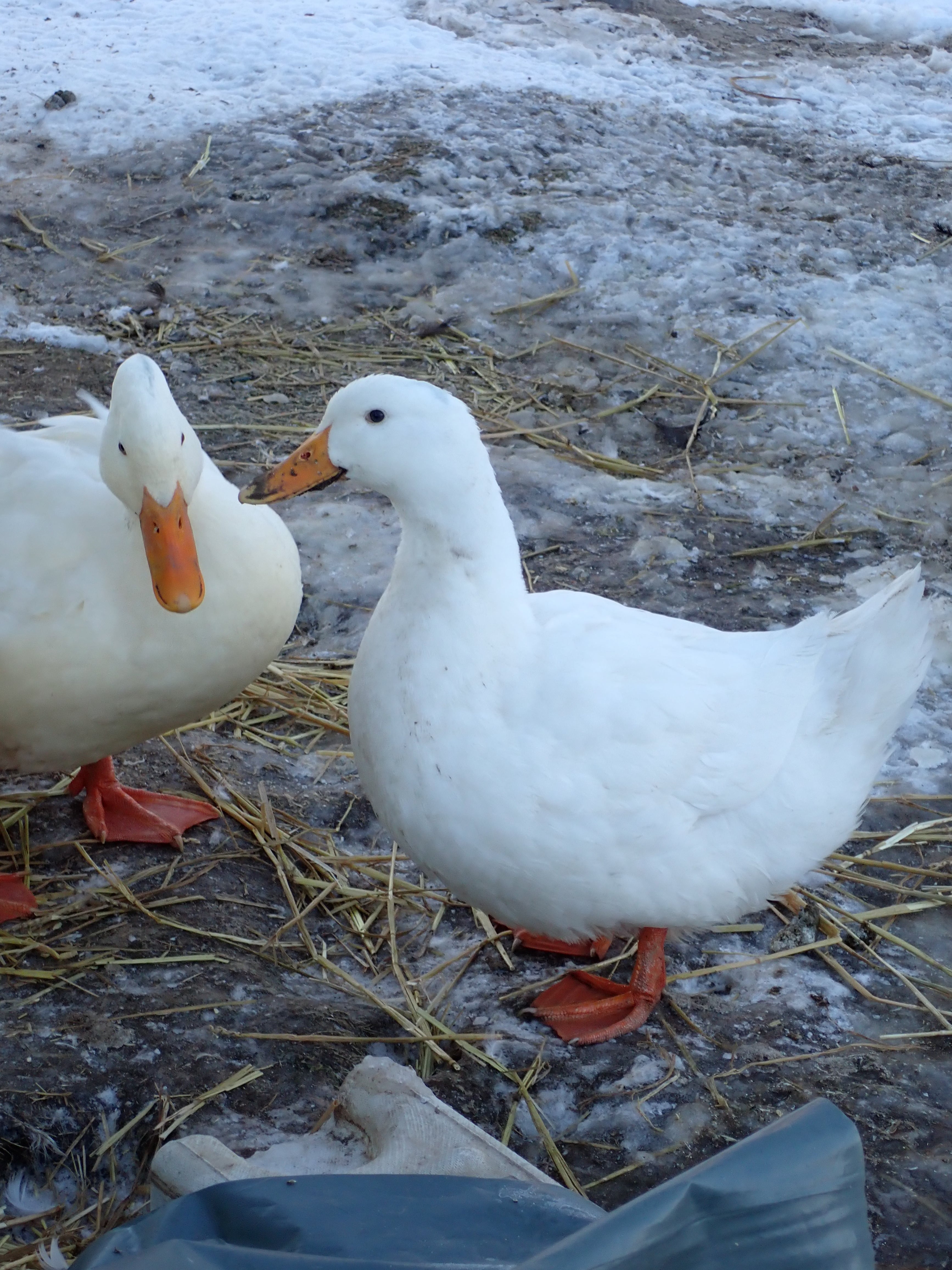 Federfarm, producteur à Murten canton de Fribourg en Suisse,  image 1