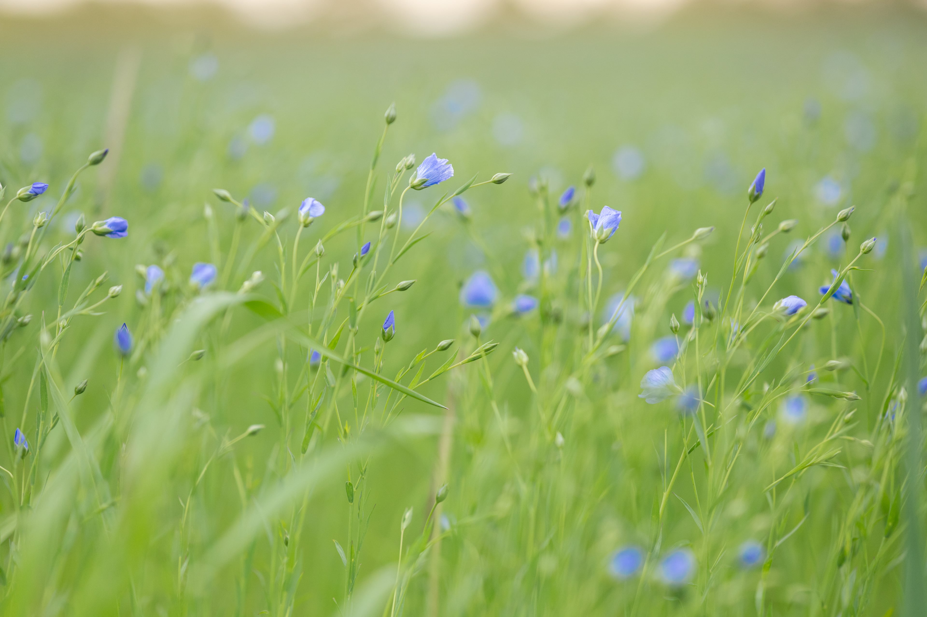 Luas Manufaktur, producteur à Lommiswil canton de Soleure en Suisse, image 1 | Mimelis