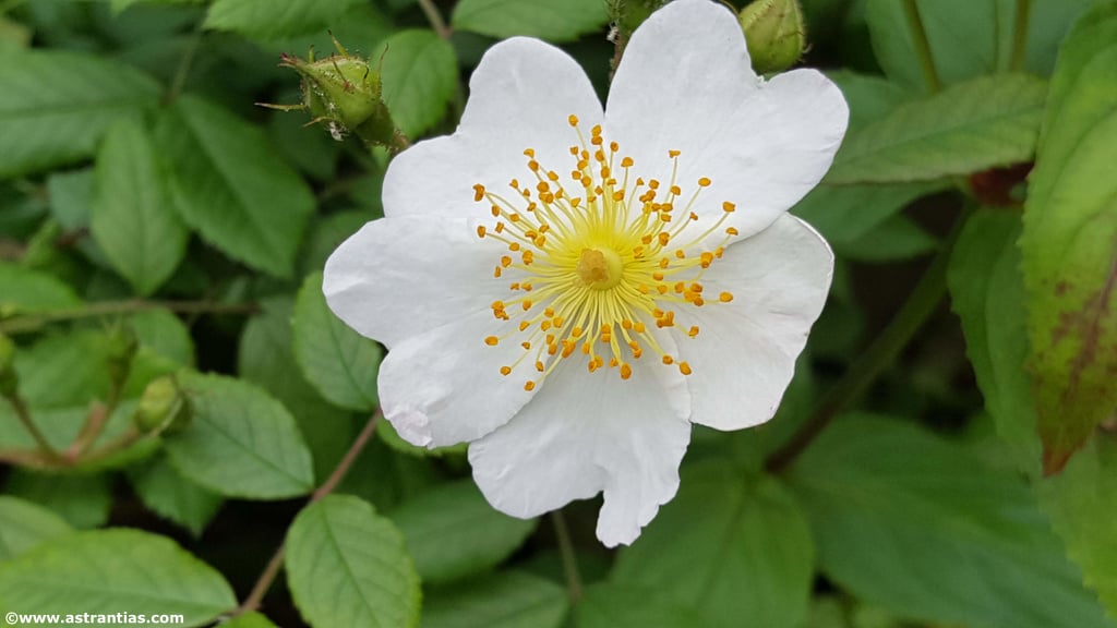 Rosa arvensis (HUDSON) - Feld-Rose - Rosier des champs - Rosa cavallina - Field Rose, Bio-Gärtnerei AstrantiAs, produit artisanal en vente directe en Suisse