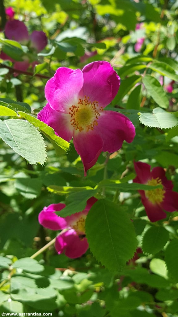 Rosa pendulina (L.) - Alpen-Hagrose - Rosier des Alpes - Rosa alpina - Drooping Rose, Bio-Gärtnerei AstrantiAs, produit artisanal en vente directe en Suisse