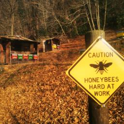 Apis Sagl, producteur à Val Mara canton de Tessin en Suisse,  image 2