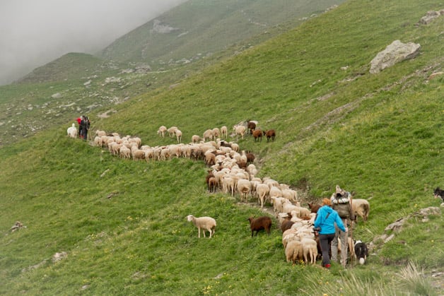 Confezione mista di agnello 1/2 agnello, Biolandbau Guggenbüel  Hofladen , Illnau-Effretikon, image 1 | Mimelis