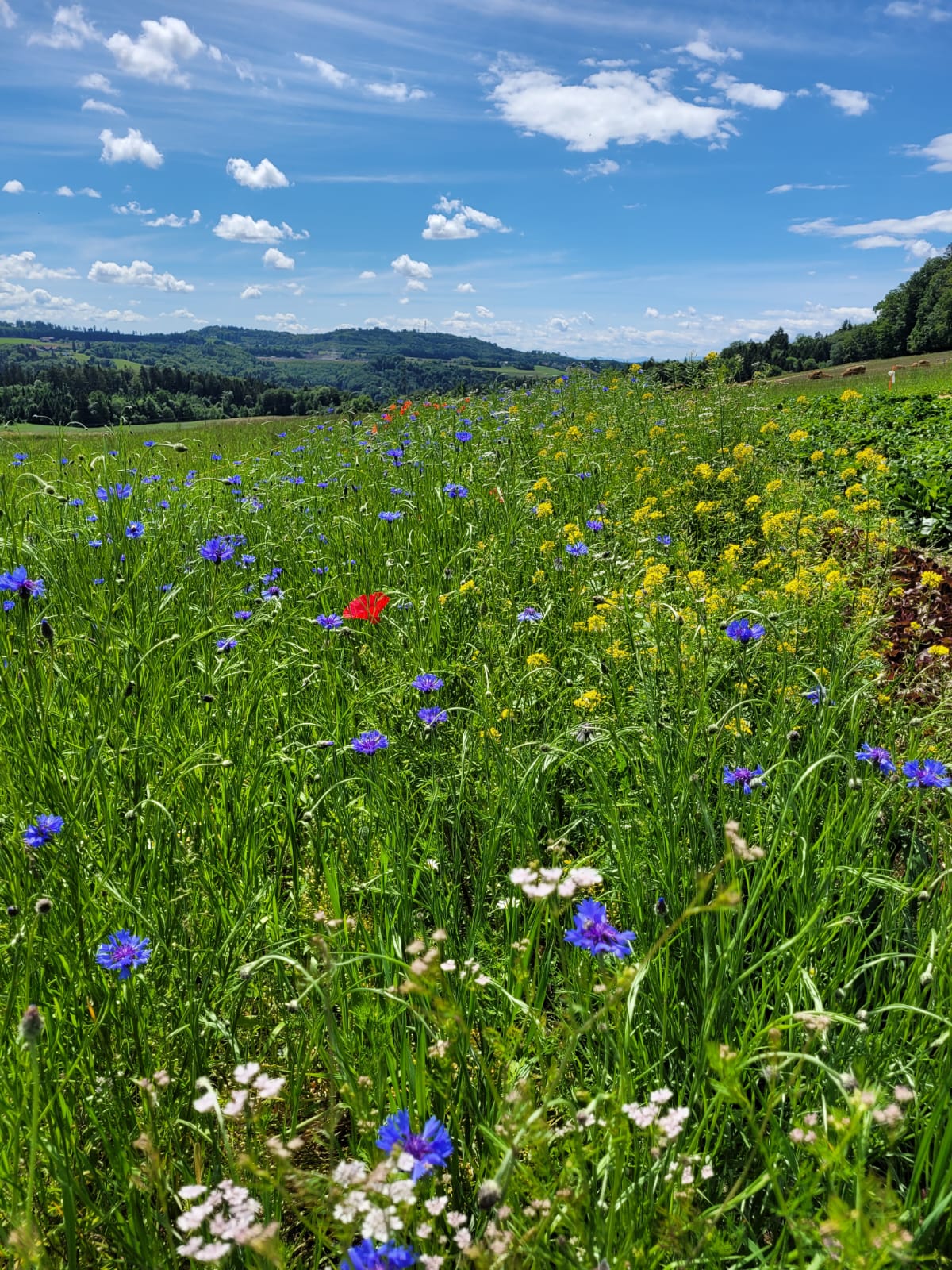Biohof Lochholz, producteur à Murzelen canton de Berne en Suisse,  image 3