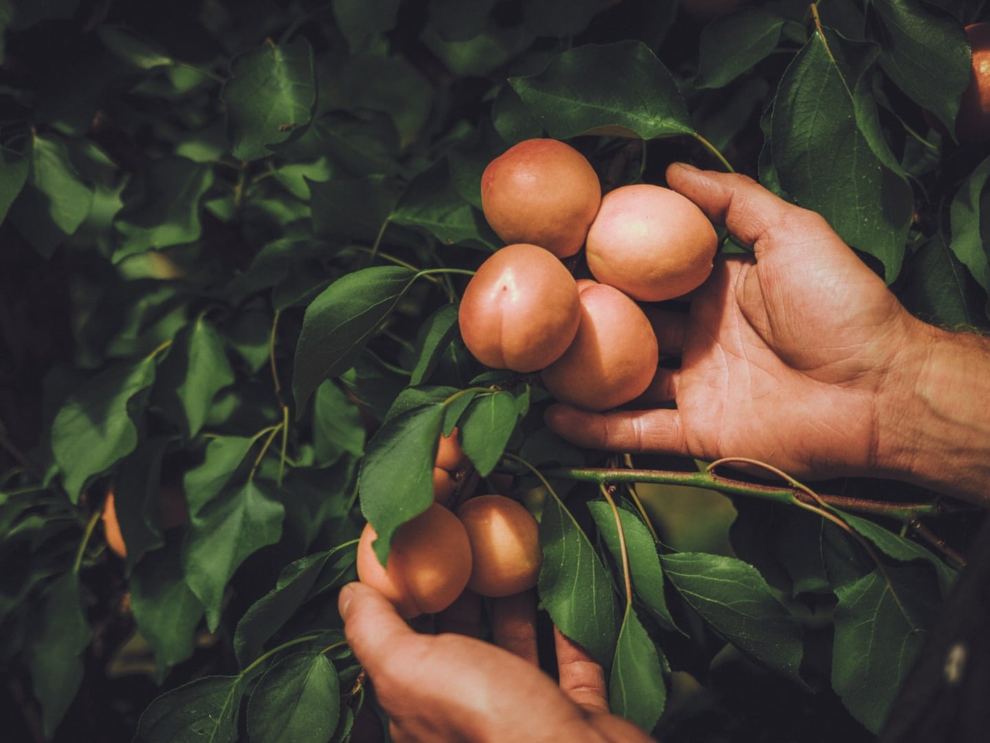 Morgestärn, producteur à Kulmerau canton de Lucerne en Suisse,  image 2