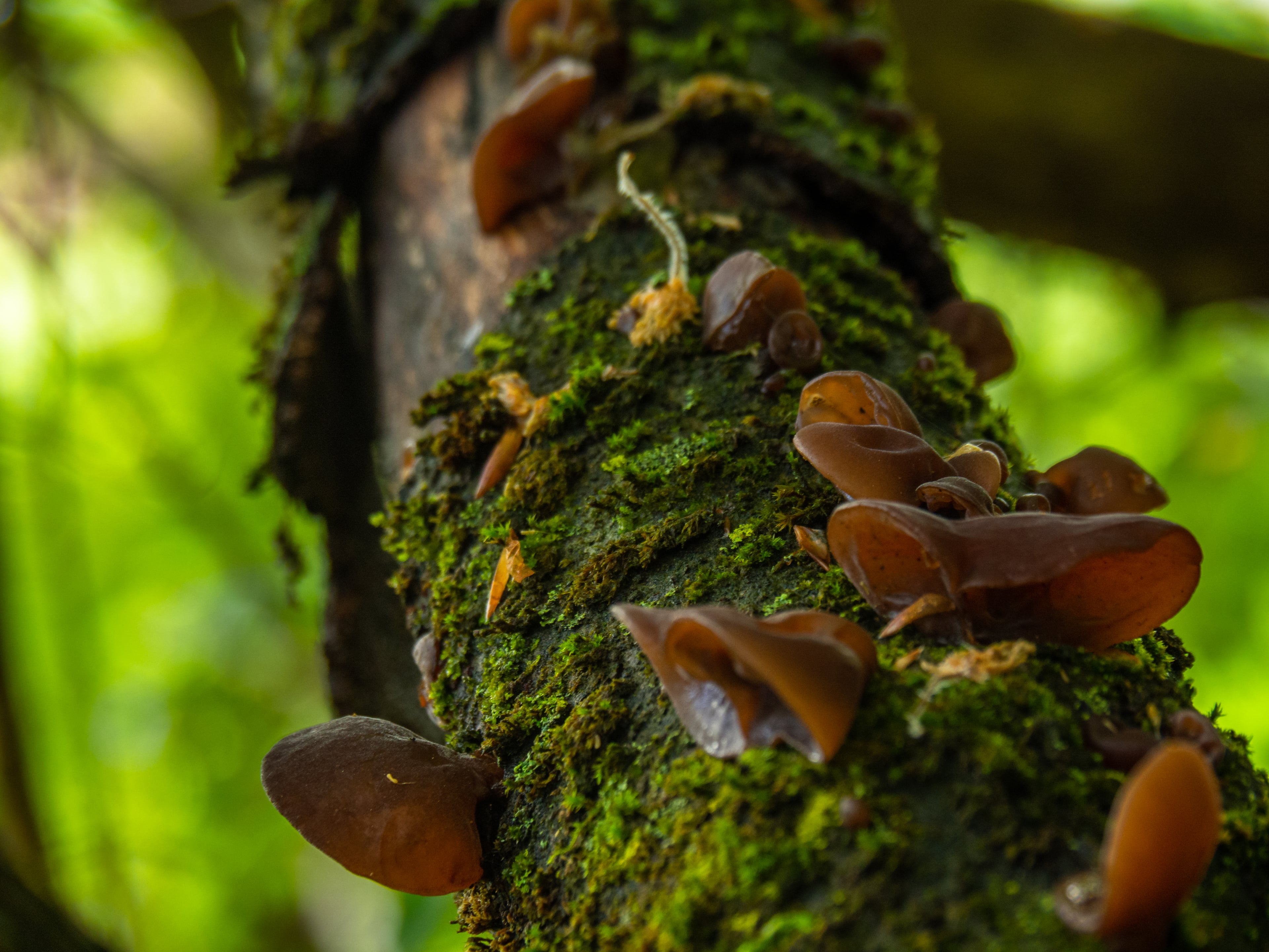 Mycelius Sàrl, producteur à Belmont-Broye canton de Fribourg en Suisse,  image 2