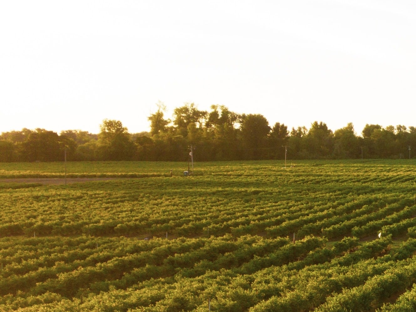 Mimelis - Maraîcher, produttore nel Carouge canton Ginevra in Svizzera,  foto 3