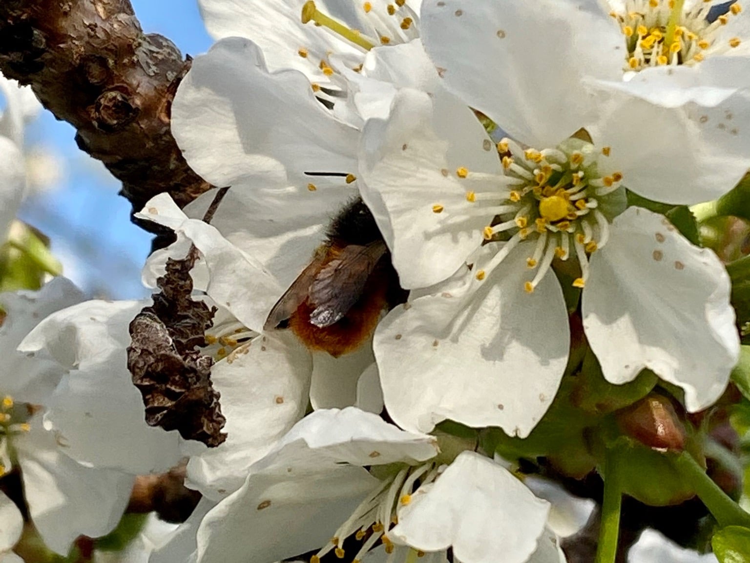 Les délices du verger de Blonay, producteur à Blonay canton de Vaud en Suisse,  image 2