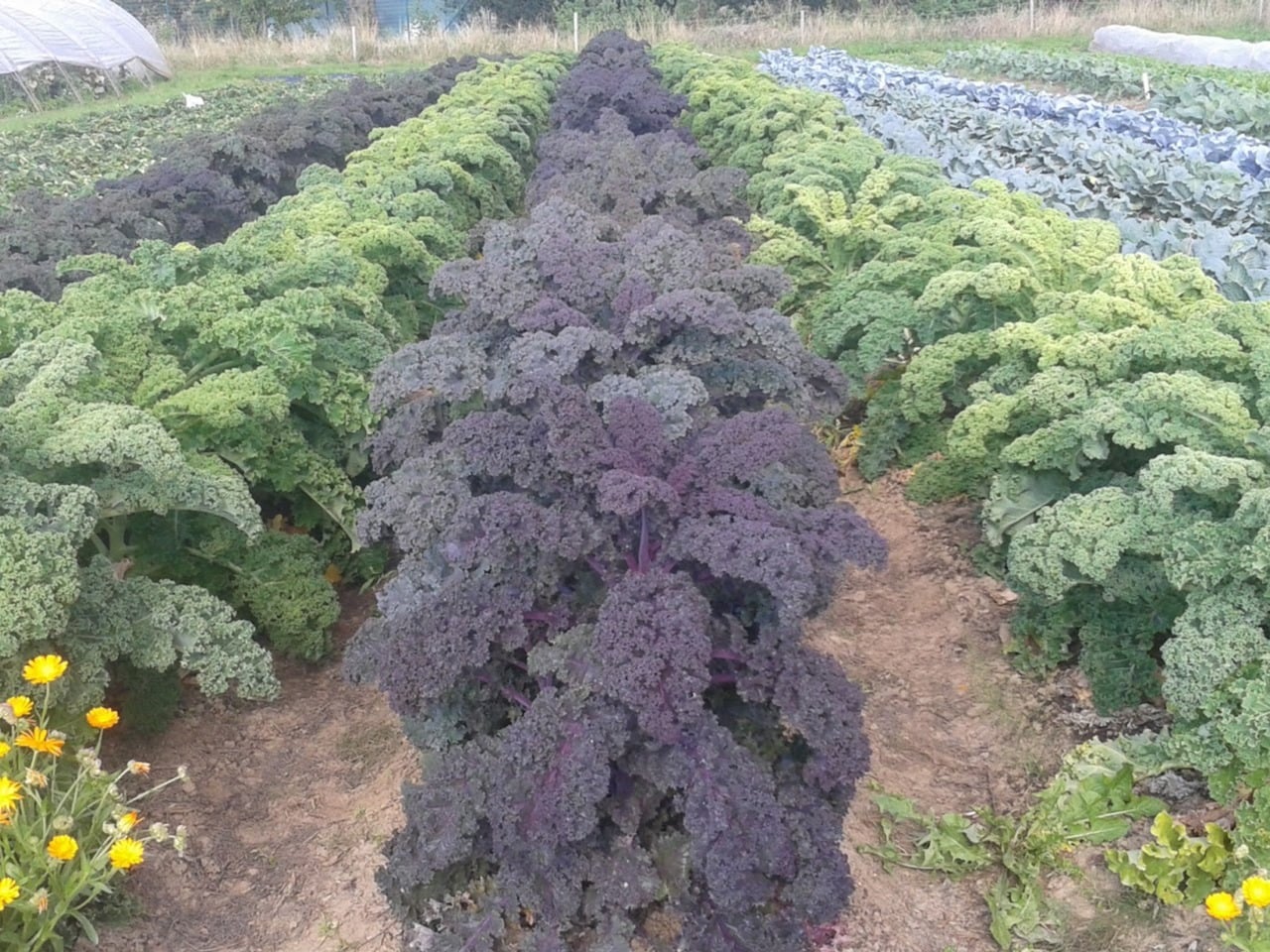 Clos du Moulin, producteur à Cuarny canton de Vaud en Suisse,  image 4