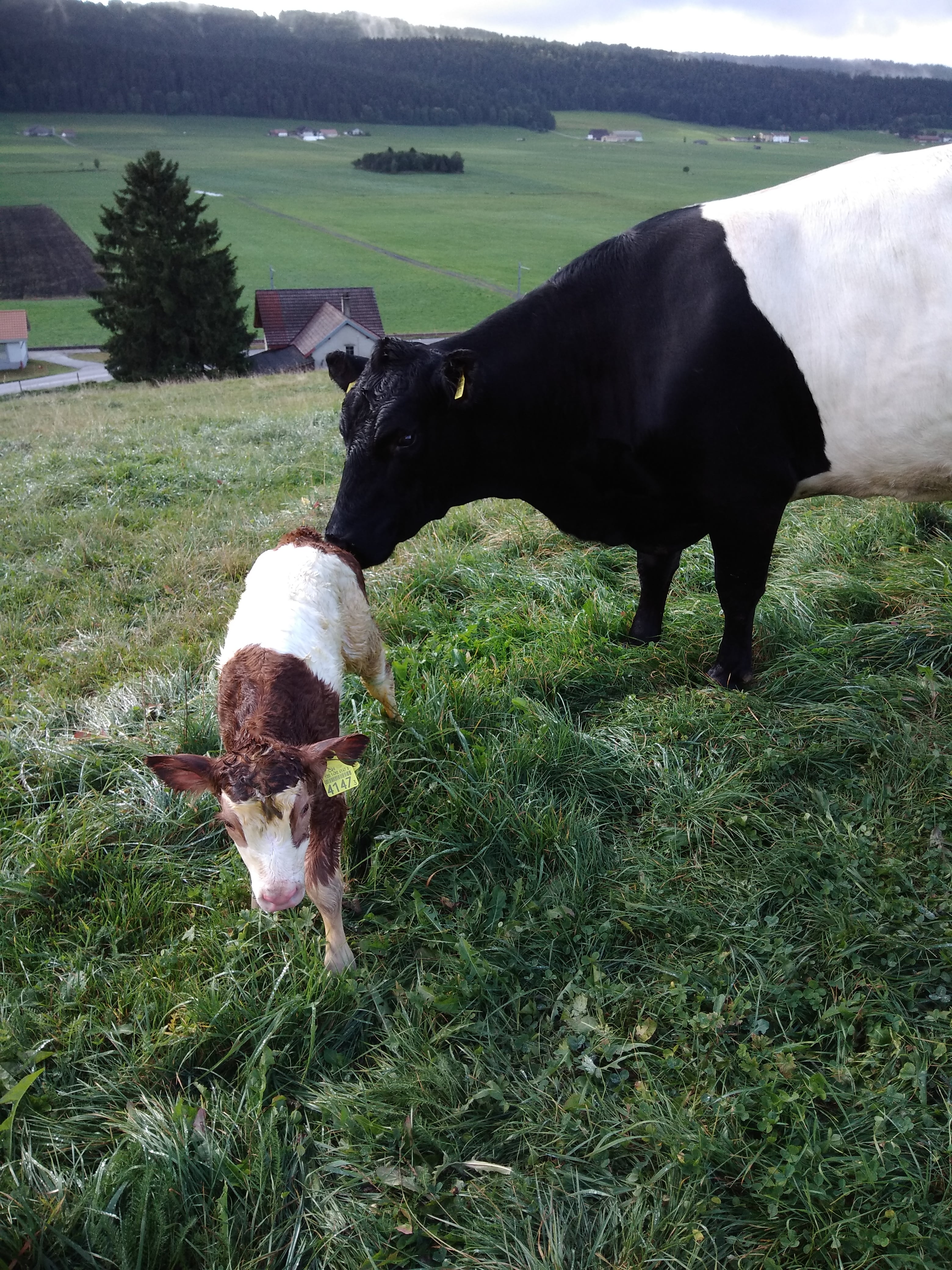 Le Domaine des 3 P, producteur à Les Ponts-de-Martel canton de Neuchâtel en Suisse,  image 2