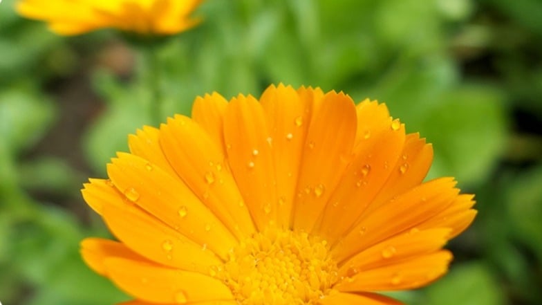 Savonnerie NEPTUNE, producteur à Crésuz canton de Fribourg en Suisse,  image 9