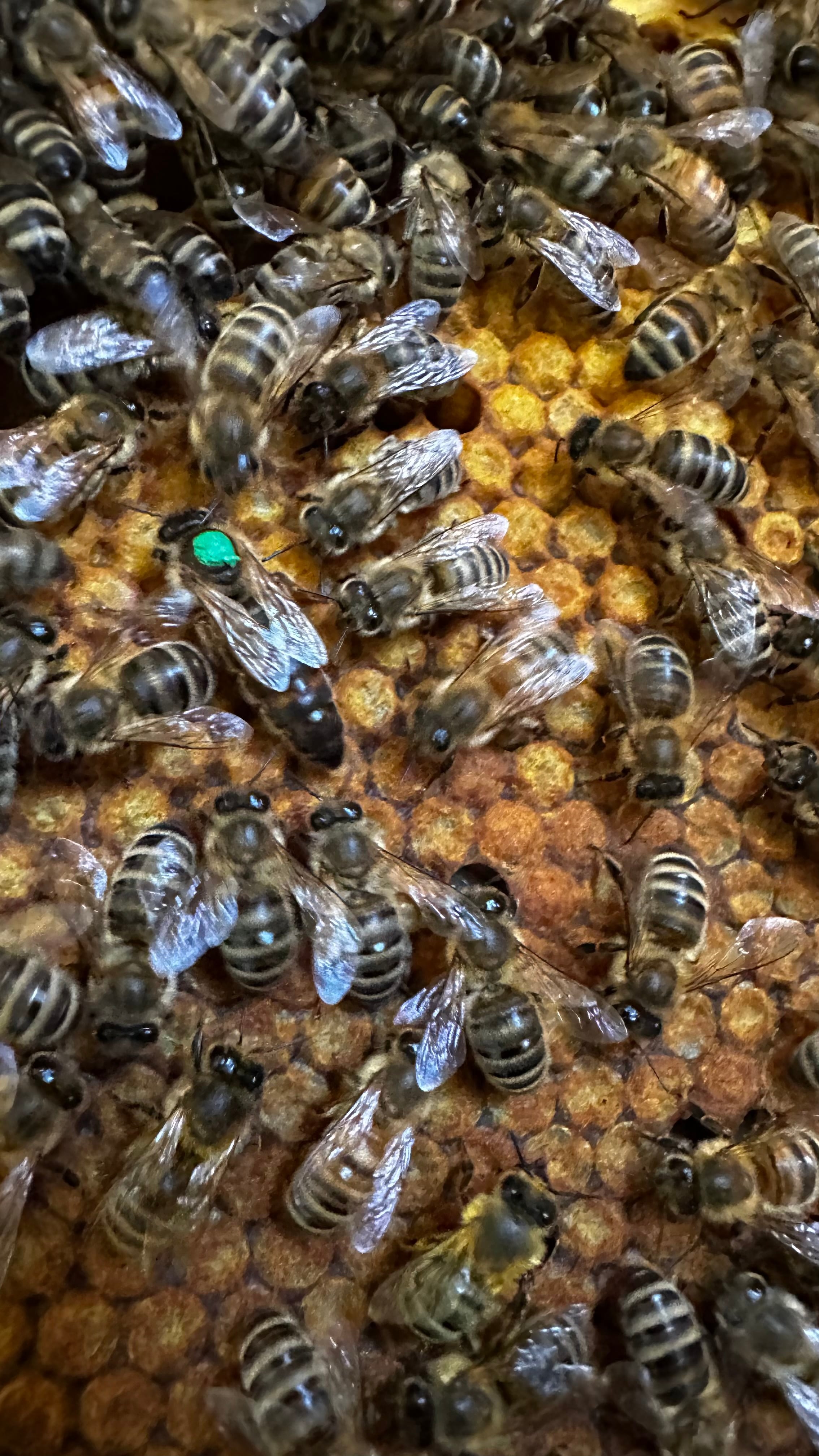 Malika, producteur à Wil canton de Saint-Gall en Suisse,  image 3