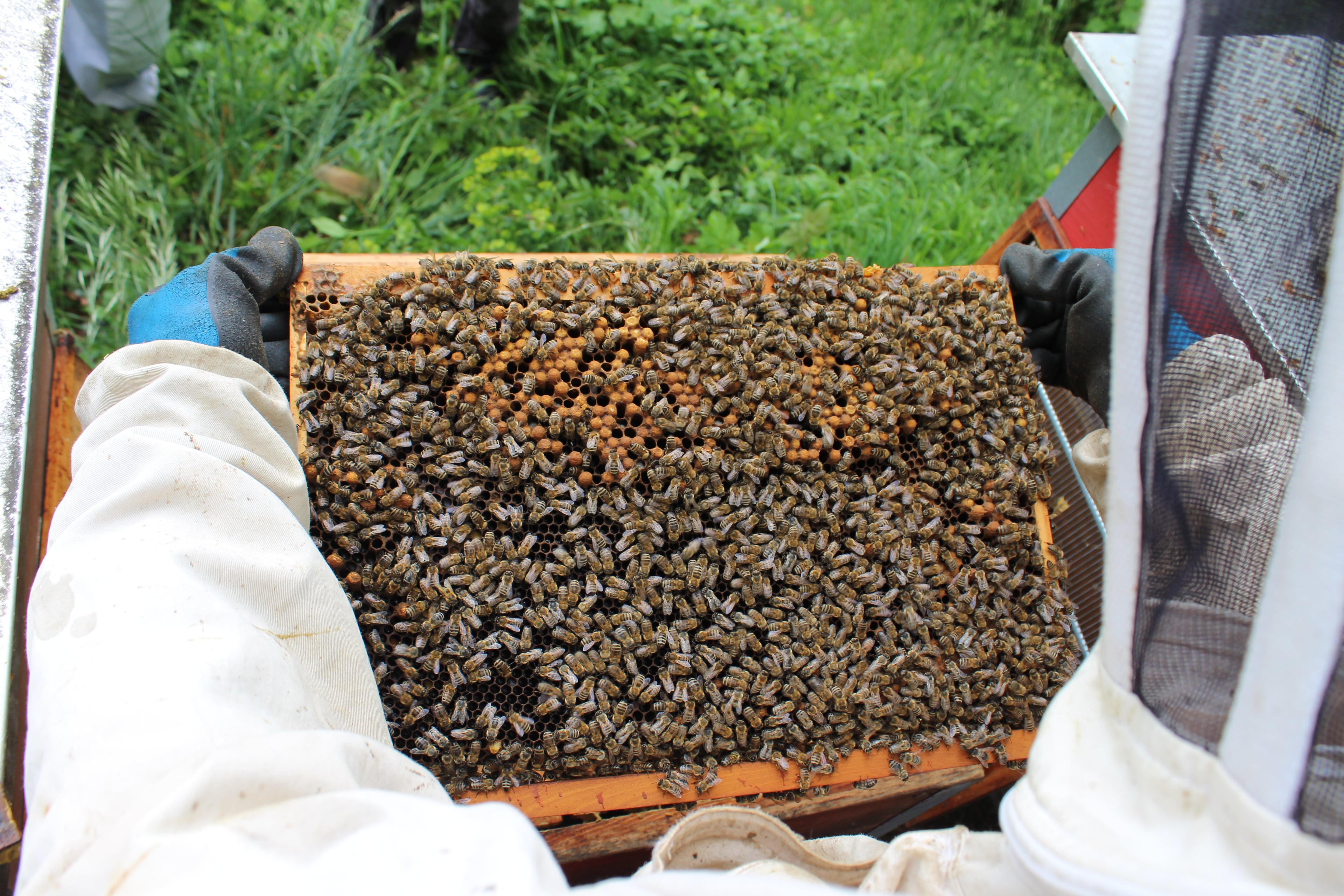 Les Avelyes de Fermens, producteur à Hautemorges canton de Vaud en Suisse,  image 3