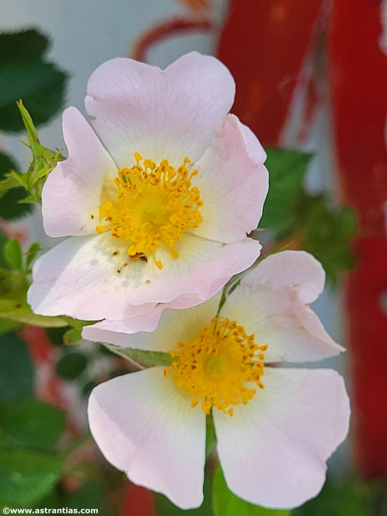 Bio-Gärtnerei AstrantiAs, producteur à Schindellegi canton de Schwytz en Suisse,  image 2
