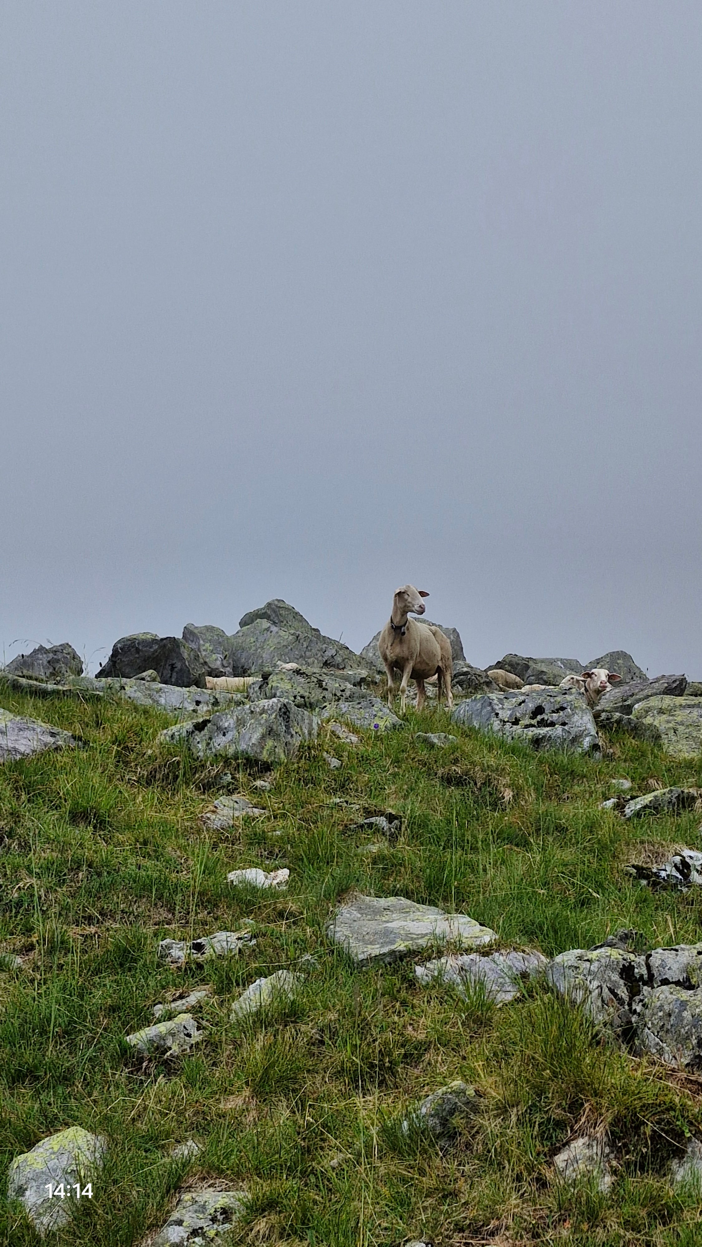 Biolandbau Guggenbüel  Hofladen , produttore nel Illnau-Effretikon canton Zurigo in Svizzera,  foto 2