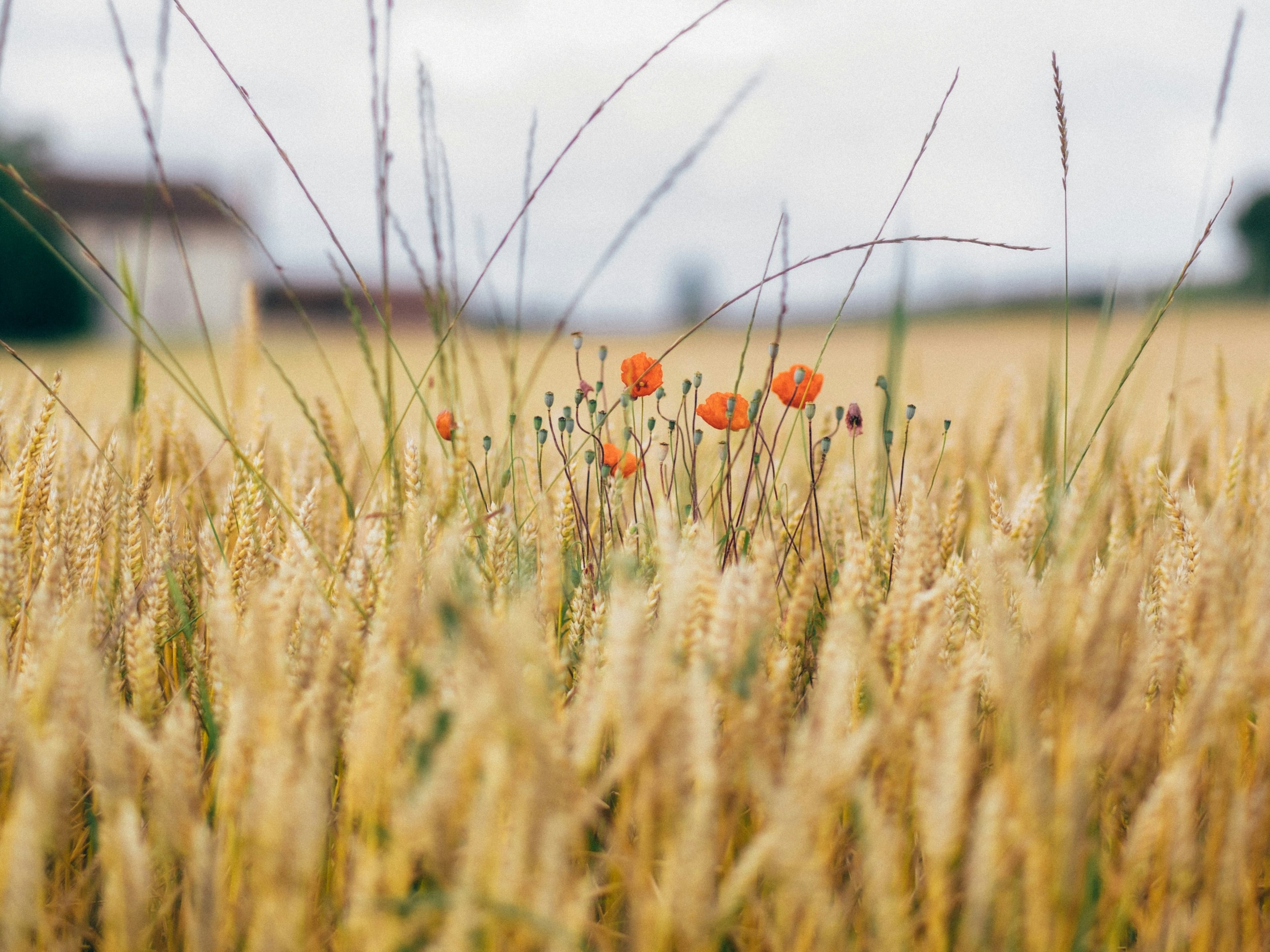 Mimelis - Farines artisanales, produttore nel Carouge canton Ginevra in Svizzera,  foto 1