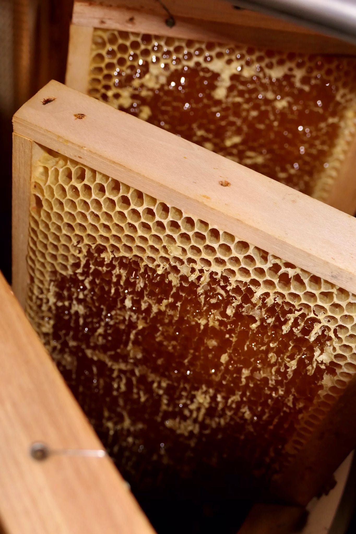 Imkerei Thüler Honig, producteur à Rapperswil BE canton de Berne en Suisse,  image 2