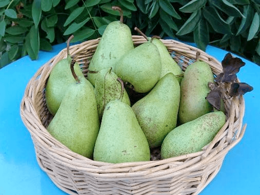 C'doux, producteur à Saint-Prex canton de Vaud en Suisse,  image 4