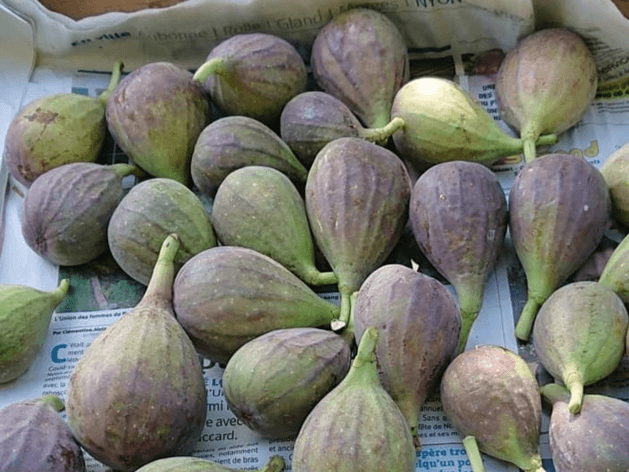 C'doux, producteur à Saint-Prex canton de Vaud en Suisse,  image 5