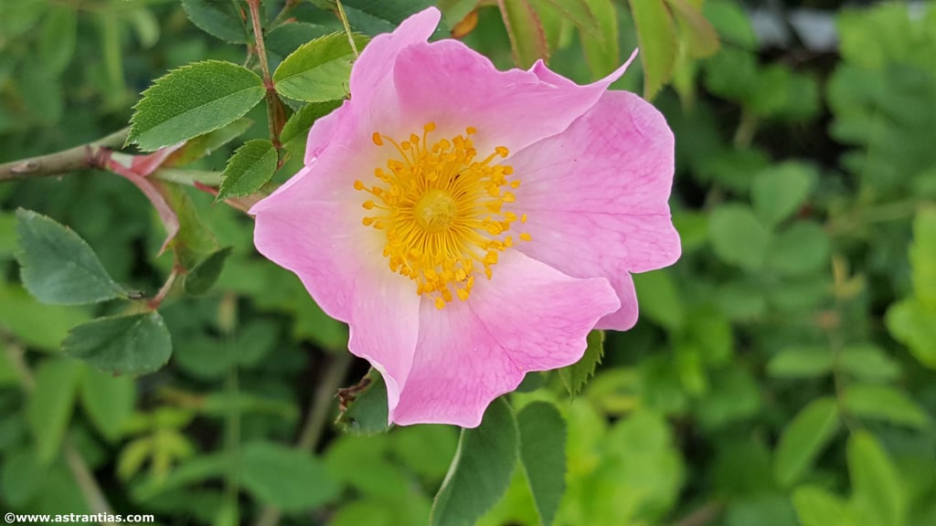 Bio-Gärtnerei AstrantiAs, producteur à Schindellegi canton de Schwytz en Suisse,  image 3