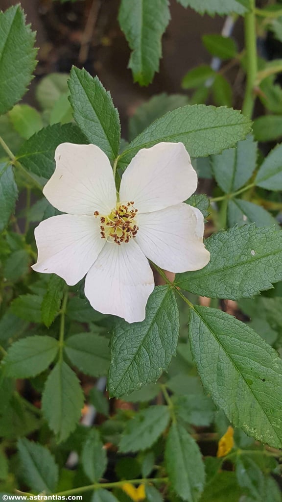 Rosa stylosa (DESV.) - Griffel-Rose - Rosier à styles soudés - Rosa con stili saldati - Short-styled Field Rose, Bio-Gärtnerei AstrantiAs, Schindellegi, image 1 | Mimelis