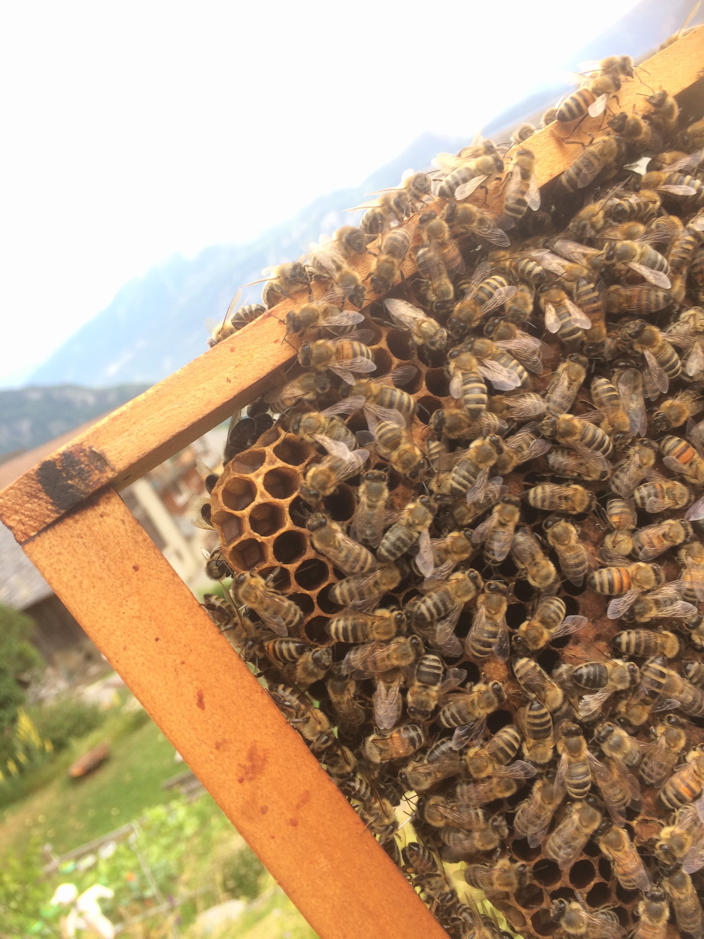 Å Produits de la Ruche, producteur à Les Granges (Salvan) canton de Valais en Suisse,  image 6