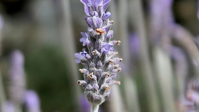 Savonnerie NEPTUNE, producteur à Crésuz canton de Fribourg en Suisse,  image 4